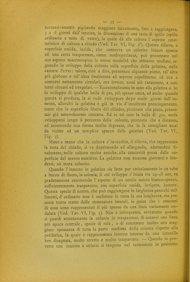 successivamente pigliando maggiore incremento, fino a raggiungere, 5 a ^ giorni dall' innesto, la dimensione di una testa di spillo (spillo ordinario a testa di vetro), la quale dà alla cultura 1' aspetto carat- teristico di cultura a chiodo (Vedi Tav. VI, Fig. 2). Questo rilievo, a superficie umida, lucida, che conserva un colorito bianco sporco ed una certa trasparenza, come madreperlacea, può presentare nel suo aspetto macroscopico le stesse modalità che abbiamo studiate, se- guendo lo sviluppo della colonia sulla superficie della gelatina, nelle camere Petri : talora, cioè a dire, presentasi alquanto piatto, tal' altra più globoso e tal' altra finalmente ad aspetto cupoliforme ed ora a contorni nettamente circolari, ora invece, assai più raramente, a con- torni sinuosi ed irregolari. — Eccezionalmente in seno alla gelatina si ha lo sviluppo di qualche bolla di gas, più spesso unica, ed anche quando questa si produca, la si vede sviluppare dopo molti giorni dall'in- nesto, allorché la gelatina è già in via d'innoltrato prosciugamento, tanto che la superficie libera del cilindro, piuttosto che piana, presen- tasi già notevolmente concava. Ed in tal caso la bolla di gas, suole svilupparsi lungo il percorso della colonia, piuttosto che a distanza, ed assumendo una forma molto depressa, che la fa somigliare assai da vicino ad un semplice spacco della gelatina (Ved. Tav. VI, Fig- 3). Mano a mano che la cultura s'invecchia, il rilievo, che rappresenta la testa del chiodo, si va deprimendo ed allargando, adattandosi fi- nalmente, nelle colture molto antiche, alla concavità presa dalla su- perficie del mezzo nutritivo. La gelatina non accenna giammai a fon- dersi, nè muta colorito. Quando l'innesto in gelatina sia fatto per strisciamento in un tubo a becco di flauto, la colonia, il cui sviluppo s'inizia tra 24-48 ore, va gradatamente assumendo 1' aspetto di un sottile nastro bianco-sporco, sufficientemente trasparente, con superficie umida, levigata, lucente. Questa specie di nastro, che può raggiungere in larghezza parecchi mil- limetri, d' ordinario non è uniforme in tutta la sua lunghezza, ma pre- senta tratto tratto delle strozzature laterali, in guisa che i contorni di esso sono rappresentati il più spesso da una linea variamente on- dulata (Ved. Tav. VI, Fig. 4). Non è infrequente, sovratutto quando si guardi attentamente la colonia in trasparenza, di notarvi una linea più opaca centrale, specie di rafe, e di constatare inoltre una mag- giore spessezza di tutta la parte mediana della colonia rispetto alla periferica, la quale è rappresentata intorno intorno da una listerella ben disegnata, molto stretta e molto trasparente. — Quando le pro- vette con innesto a striscia si tengono nel termostato in posizione