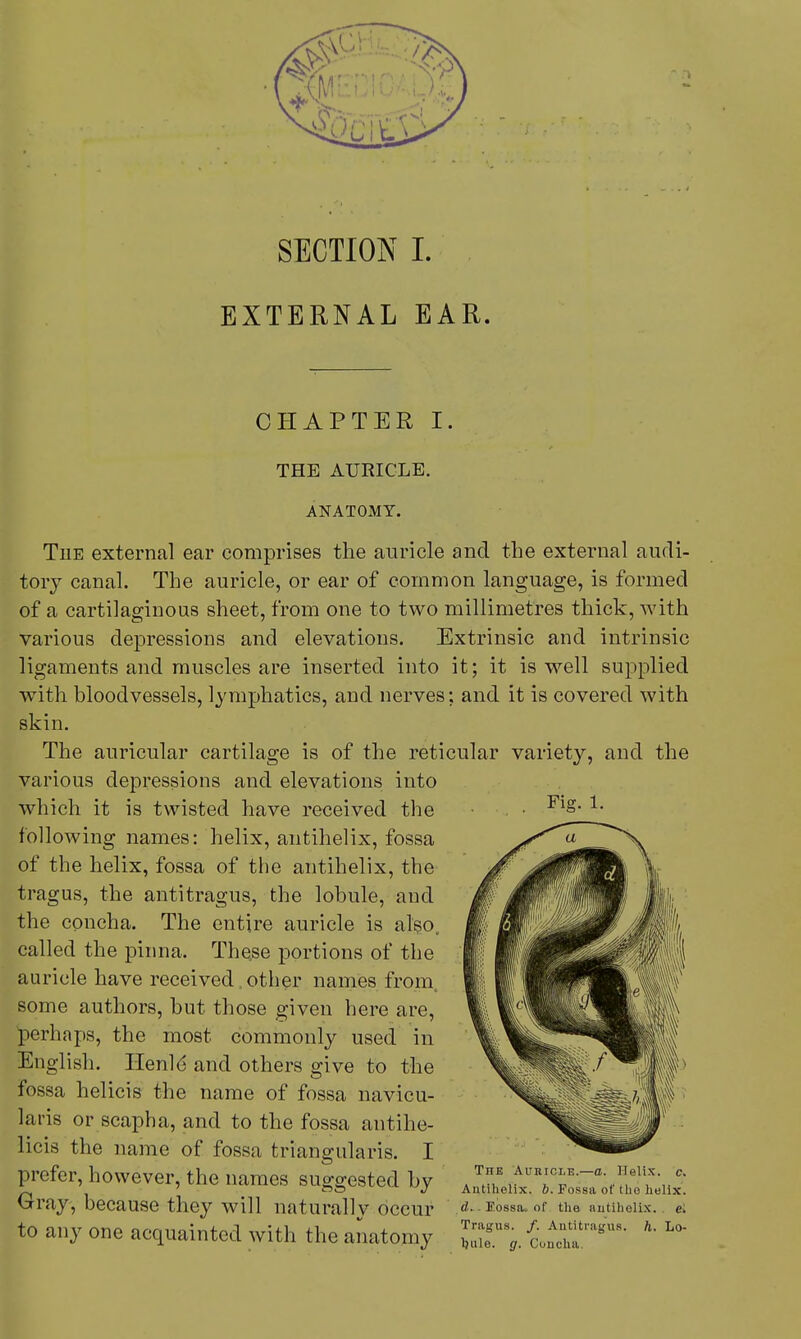 SECTION I. EXTERNAL EAR. CHAPTER I. THE AURICLE. ANATOMY. Tiie external ear comprises the auricle and the external audi- tory canal. The auricle, or ear of common language, is formed of a cartilaginous sheet, from one to two millimetres thick, with various depressions and elevations. Extrinsic and intrinsic ligaments and muscles are inserted into it; it is well supplied with bloodvessels, lymphatics, and nerves; and it is covered with skin. The auricular cartilage is of the reticular variety, and the various depressions and elevations into which it is twisted have received the following names: helix, antihelix, fossa of the helix, fossa of the antihelix, the tragus, the antitragus, the lobule, and the concha. The entire auricle is also, called the pinna. These portions of the auricle have received, other names from some authors, but those given here are, perhaps, the most commonly used in English. Ilenle and others give to the fossa helicis the name of fossa navicu- lars or scapha, and to the fossa antihe- licis the name of fossa triangularis. I prefer, however, the names suggested by A TE rf u^Tr%?K* * SJ5VUV>A Antihelix. b. Fossa ot tlio helix. Gray, because they will naturally occur «J~ lossa. .of the antihelix.. <?. to any one acquainted with the anatomy ZT9. ttl^ * L°