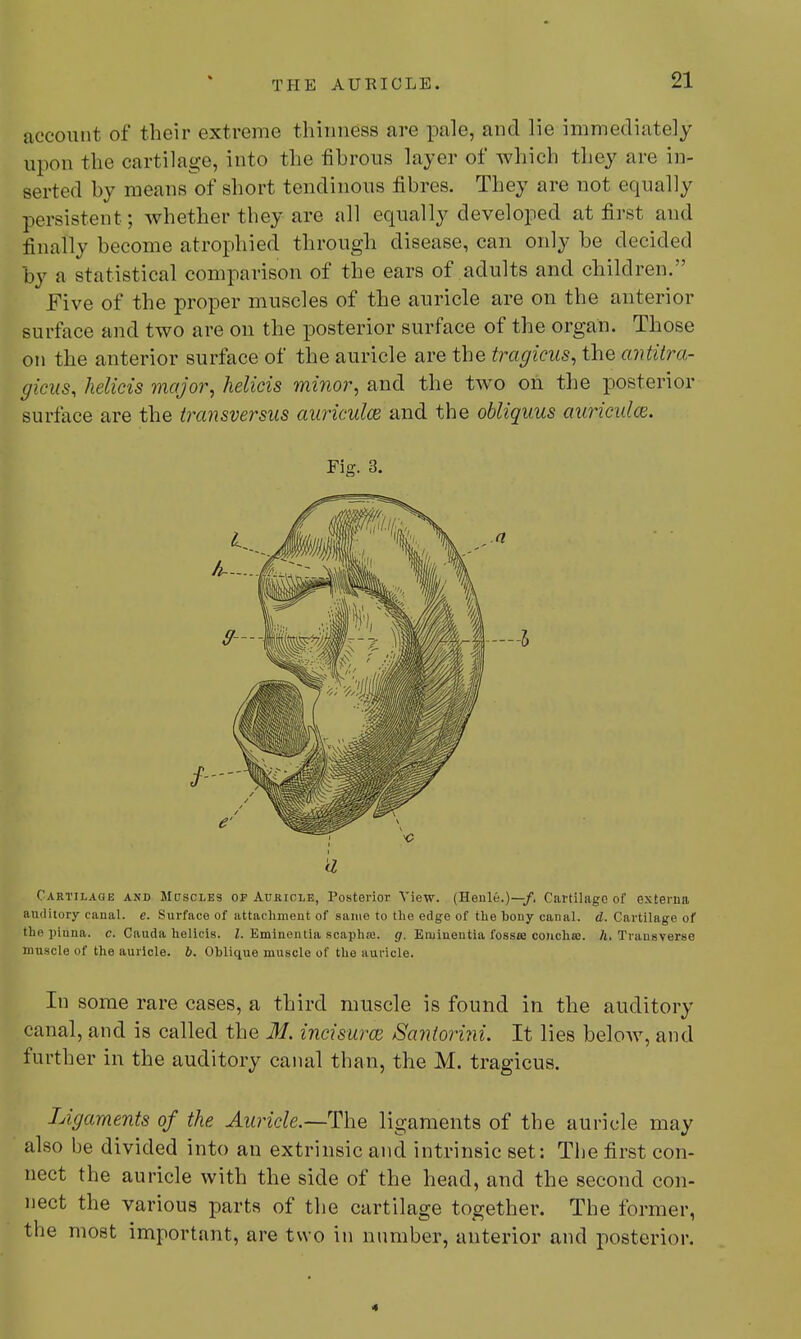account of their extreme thinness are pale, and lie immediately upon the cartilage, into the fibrous layer of which they are in- serted by means of short tendinous fibres. They are not equally persistent; whether they are all equally developed at first and finally become atrophied through disease, can only be decided jby a statistical comparison of the ears of adults and children.'' Five of the proper muscles of the auricle are on the anterior surface and two are on the posterior surface of the organ. Those on the anterior surface of the auricle are the tragicus, the antiiru- gicus, helicis major, helicis minor, and the two on the posterior surface are the transversus auriculce and the obliquus auricitlce. Fig. 3. Cartilage and Mdscles op Auricle, Posterior View. (Henle.)—/, Cartilage of externa auditory canal, c. Surface of attachment of same to the edge of the bony canal, d. Cartilage of the pinna, c. Cauda helicis. I. Eminentia scaphce. g. Emiueutia fosste conchee. A. Transverse muscle of the auricle, b. Oblique muscle of the auricle. In some rare cases, a third muscle is found in the auditory canal, and is called the M. incisures Santorini. It lies below, and further in the auditory canal than, the M. tragicus. Ligaments of the Auricle.—The ligaments of the auricle may also be divided into an extrinsic and intrinsic set: The first con- nect the auricle with the side of the head, and the second con- nect the various parts of the cartilage together. The former, the most important, are two in number, anterior and posterior. •5