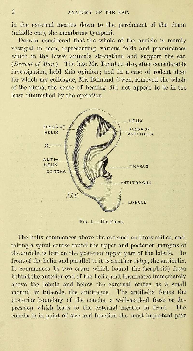 in the external meatus down to the parchment of the drum (middle ear), the membrana tympani. : Darwin considered that the whole of the auricle is merely ; vestigial in man, representing various folds and prominences j which in the lower animals strengthen and support the ear. i {Descent of Man.) The late Mr. Toynbee also, after considerable j investigation, held this opinion; and in a case of rodent ulcer | for which my colleague, Mr. Edmund Owen, removed the whole i of the pinna, the sense of hearing did not appear to be in the least diminished by the operation, Fig. 1.—The Pinna. j j The helix commences above the external auditory orifice, and, , taking a spiral course round the upper and posterior margins of | the auricle, is lost on the posterior upper part of the lobule. In | front of the helix and parallel to it is another ridge, the antihelix. It commences by two crura which bound the (scaphoid) fpssa \ behind the anterior end of the lielix, and terminates immediately 1 above the lobule and below the external orifice as a small ^ mound or tubercle, the antitragus. The antihelix forms the posterior boundary of the concha, a well-marked fossa or de- pression which leads to the externah meatus in front. The \ concha is in point of size and function the most important part j