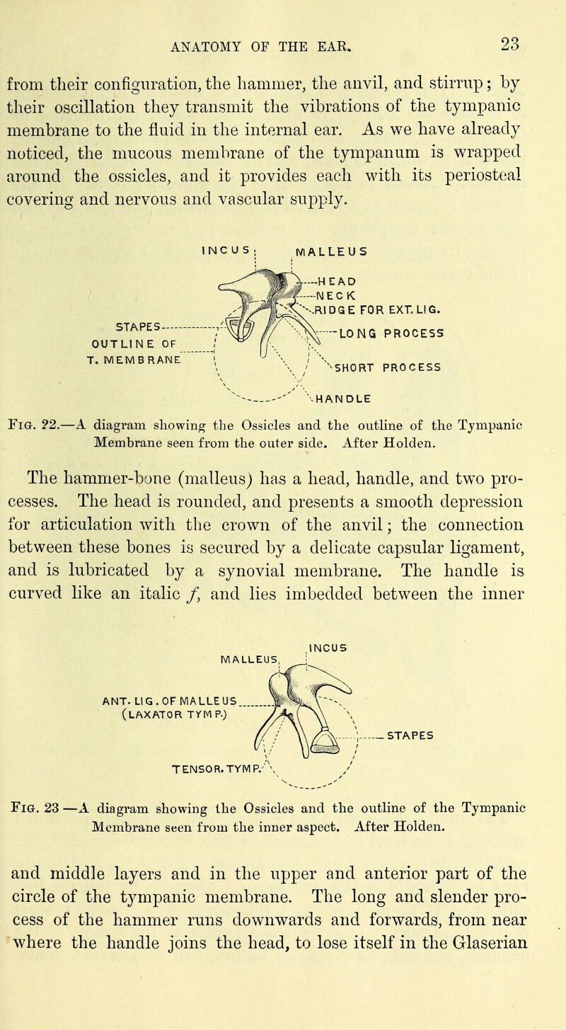 from their configuration, the hammer, the anvil, and stirrup; by their oscillation they transmit the vibrations of the tympanic membrane to the fluid in the internal ear. As we have already noticed, the mucous membrane of the tympanum is wrapped around the ossicles, and it provides each with its periosteal covering and nervous and vascular supply. INCUS STAPES OUTLINE OF T. WIEMBRANE IVIALLEUS -HEAD NECK RIDQE FOR EXT. LIG. LONG PROCESS ^^SHORT PROCESS \HANDLE Fig. 22.—A diagram showing the Ossicles and the outline of the Tympanic Membrane seen from the outer side. After Holden. The hammer-bone (malleus) has a head, handle, and two pro- cesses. The head is rounded, and presents a smooth depression for articulation with the crown of the anvil; the connection between these bones is secured by a delicate capsular ligament, and is lubricated by a synovial membrane. The handle is curved like an italic /, and lies imbedded between the inner INCUS IVIALLEUS, ANT. LIG. OF IVIALLEUS (laxator TYMP.) TENSOR.TYMP.' -STAPES Fig. 23 —A diagram showing the Ossicles and the outline of the Tympanic Membrane seen from the inner aspect. After Holden. and middle layers and in the upper and anterior part of the circle of the tympanic membrane. The long and slender pro- cess of the hammer runs downwards and forwards, from near where the handle joins the head, to lose itself in the Glaserian