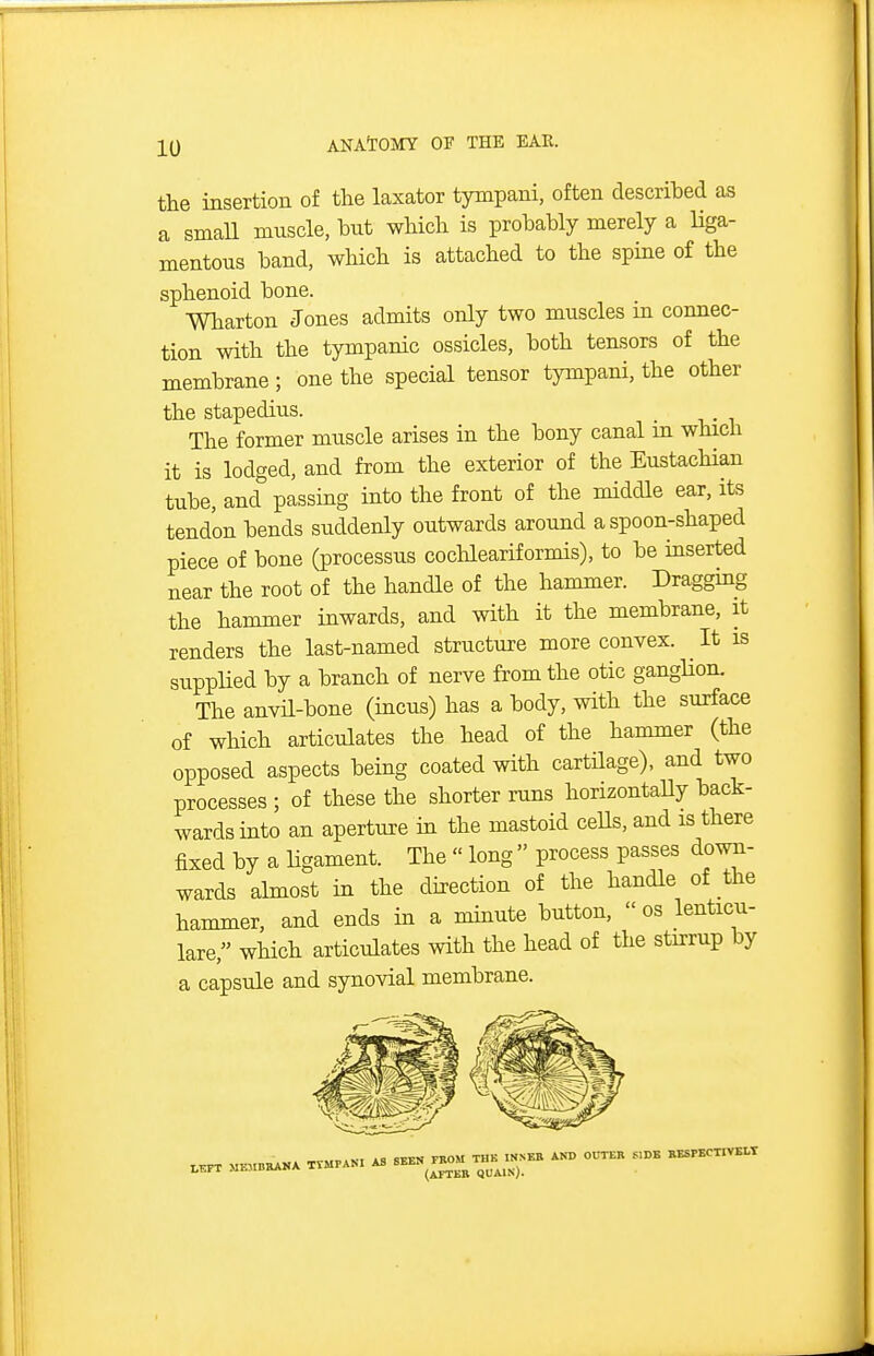 the insertion of the laxator tympani, often described as a smaU muscle, but which is probably merely a Hga- mentous band, which is attached to the spine of the sphenoid bone. Wharton Jones admits only two muscles m connec- tion with the tympanic ossicles, both tensors of the membrane; one the special tensor tympani, the other the stapedius. _ The former muscle arises in the bony canal m which it is lodged, and from the exterior of the Eustachian tube, and passing into the front of the middle ear, its tendon bends suddenly outwards around a spoon-shaped piece of bone (processus coclileariformis), to be inserted near the root of the handle of the hammer. Dragging the hammer inwards, and with it the membrane, it renders the last-named structure more convex. It is supplied by a branch of nerve from the otic ganglion. The anvH-bone (incus) has a body, with the surface of which articulates the head of the hammer (the opposed aspects being coated with cartilage), and two processes ; of these the shorter runs horizontaUy back- wards into an aperture in the mastoid cells, and is there fixed by a Ugament. The  long  process passes down- wards almost in the direction of the handle of the hammer, and ends in a minute button,  os lenticu- lare, which articulates with the head of the stirrup by a capsule and synovial membrane.