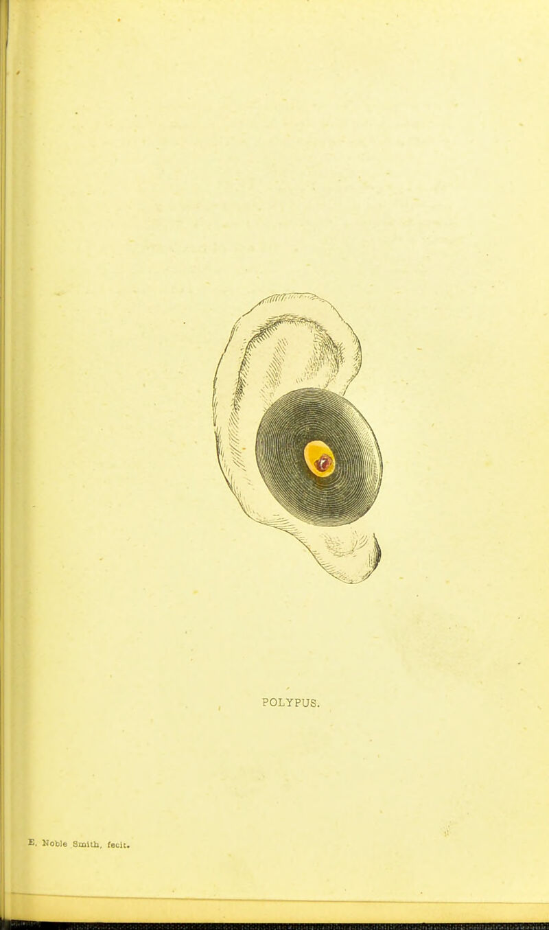 POLYPUS. E. KoWe Smlili, fecit.