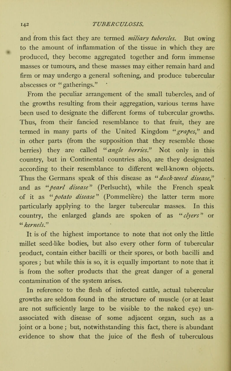 and from this fact they are termed miliary tubercles. But owing to the amount of inflammation of the tissue in which they are produced, they become aggregated together and form immense masses or tumours, and these masses may either remain hard and firm or may undergo a general softening, and produce tubercular abscesses or gatherings. From the peculiar arrangement of the small tubercles, and of the growths resulting from their aggregation, various terms have been used to designate the different forms of tubercular growths. Thus, from their fancied resemblance to that fruit, they are termed in many parts of the United Kingdom grapes and in other parts (from the supposition that they resemble those berries) they are called  angle berries. Not only in this country, but in Continental countries also, are they designated according to their resemblance to different well-known objects. Thus the Germans speak of this disease as duck-weed disease and as pearl disease (Perlsucht), while the French speak of it as potato disease (Pommeliere) the latter term more particularly applying to the larger tubercular masses. In this country, the enlarged glands are spoken of as dyers or kernels. It is of the highest importance to note that not only the little millet seed-like bodies, but also every other form of tubercular product, contain either bacilli or their spores, or both bacilli and spores; but while this is so, it is equally important to note that it is from the softer products that the great danger of a general contamination of the system arises. In reference to the flesh of infected cattle, actual tubercular growths are seldom found in the structure of muscle (or at least are not sufficiently large to be visible to the naked eye) un- associated with disease of some adjacent organ, such as a joint or a bone; but, notwithstanding this fact, there is abundant evidence to show that the juice of the flesh of tuberculous