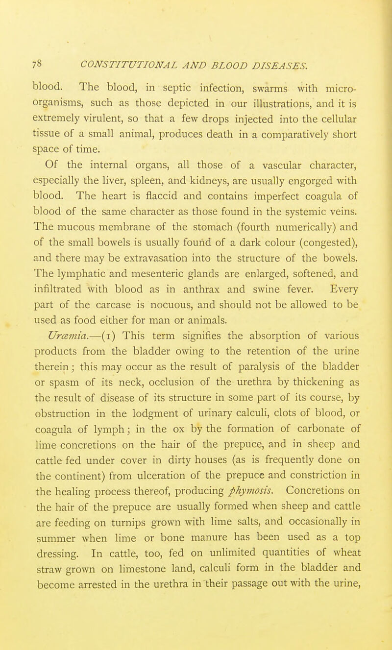 blood. The blood, in septic infection, swarms with micro- organisms, such as those depicted in our illustrations, and it is extremely virulent, so that a few drops injected into the cellular tissue of a small animal, produces death in a comparatively short space of time. Of the internal organs, all those of a vascular character, especially the liver, spleen, and kidneys, are usually engorged with blood. The heart is flaccid and contains imperfect coagula of blood of the same character as those found in the systemic veins. The mucous membrane of the stomach (fourth numerically) and of the small bowels is usually found of a dark colour (congested), and there may be extravasation into the structure of the bowels. The lymphatic and mesenteric glands are enlarged, softened, and infiltrated with blood as in anthrax and swine fever. Every part of the carcase is nocuous, and should not be allowed to be used as food either for man or animals. UrcEinia.—(i) This term signifies the absorption of various products from the bladder owing to the retention of the urine therein; this may occur as the result of paralysis of the bladder or spasm of its neck, occlusion of the urethra by thickening as the result of disease of its structure in some part of its course, by obstruction in the lodgment of urinary calculi, clots of blood, or coagula of lymph; in the ox by the formation of carbonate of lime concretions on the hair of the prepuce, and in sheep and cattle fed under cover in dirty houses (as is frequently done on the continent) from ulceration of the prepuce and constriction in the healing process thereof, producing phymosis. Concretions on the hair of the prepuce are usually formed when sheep and cattle are feeding on turnips grown with lime salts, and occasionally in summer when lime or bone manure has been used as a top dressing. In cattle, too, fed on unlimited quantities of wheat straw grown on limestone land, calculi form in the bladder and become arrested in the urethra in their passage out with the urine,