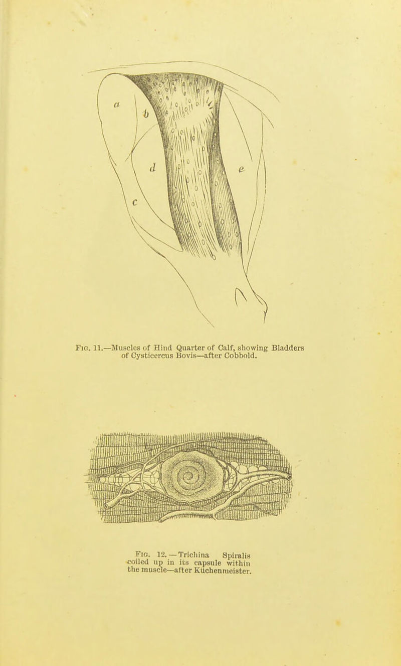 Fio. 12.—Trichina Spiralis coiled up ill its (.-npaiile within the muscle—after KUchenmoister.