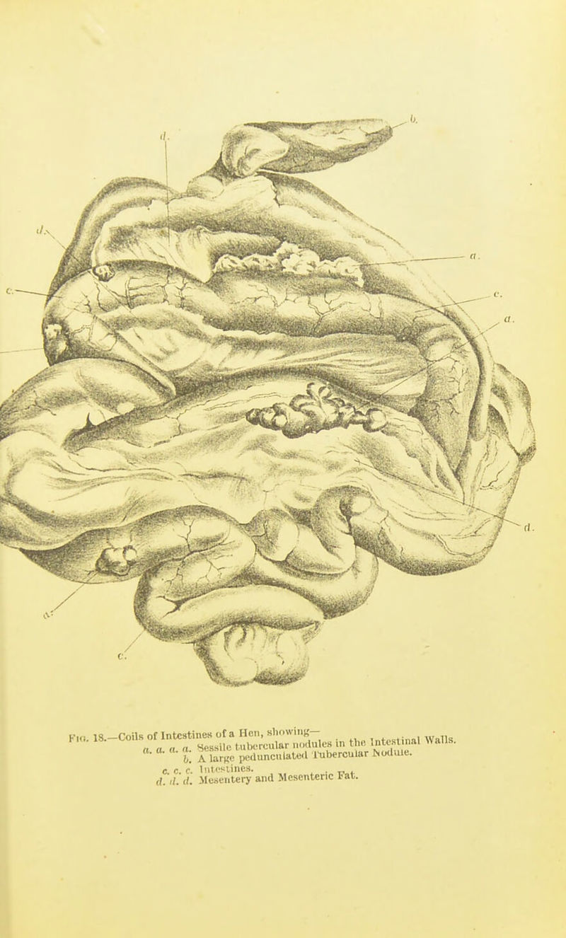 KKi. 18.-Coils of Intestines of a Hen, showing- walls a a <t a. Sessile tubercular nodules m the Intcs nal Walls, t A lar^e i»<lunculale.l lubercular ^o(lule. c. c. c. I\iti'slincs. . rf. d. Mesentery and Mesenteric Fat.