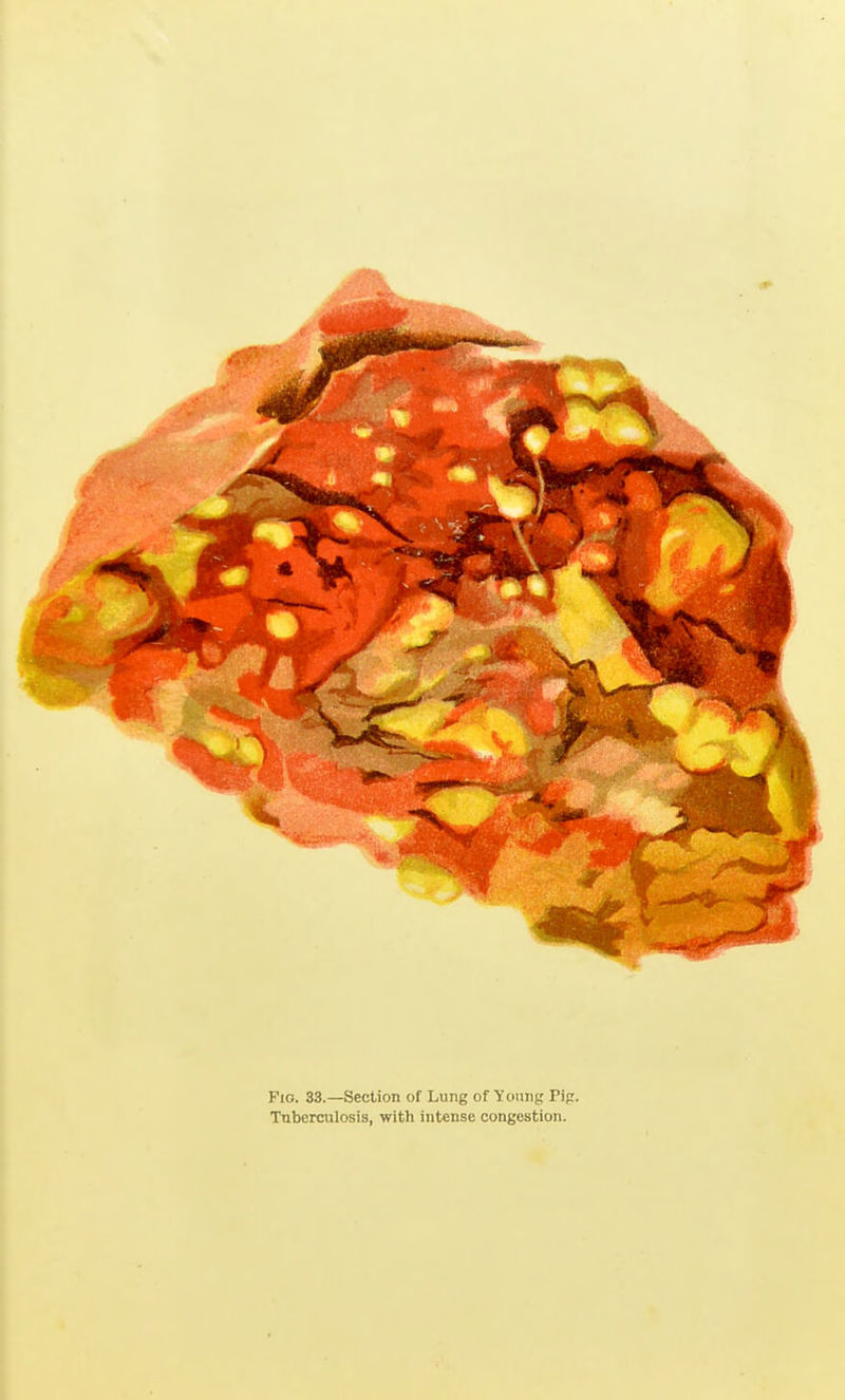 Fio. 33.—Section of Lung of Young Pig. Tuberculosis, with intense congestion.