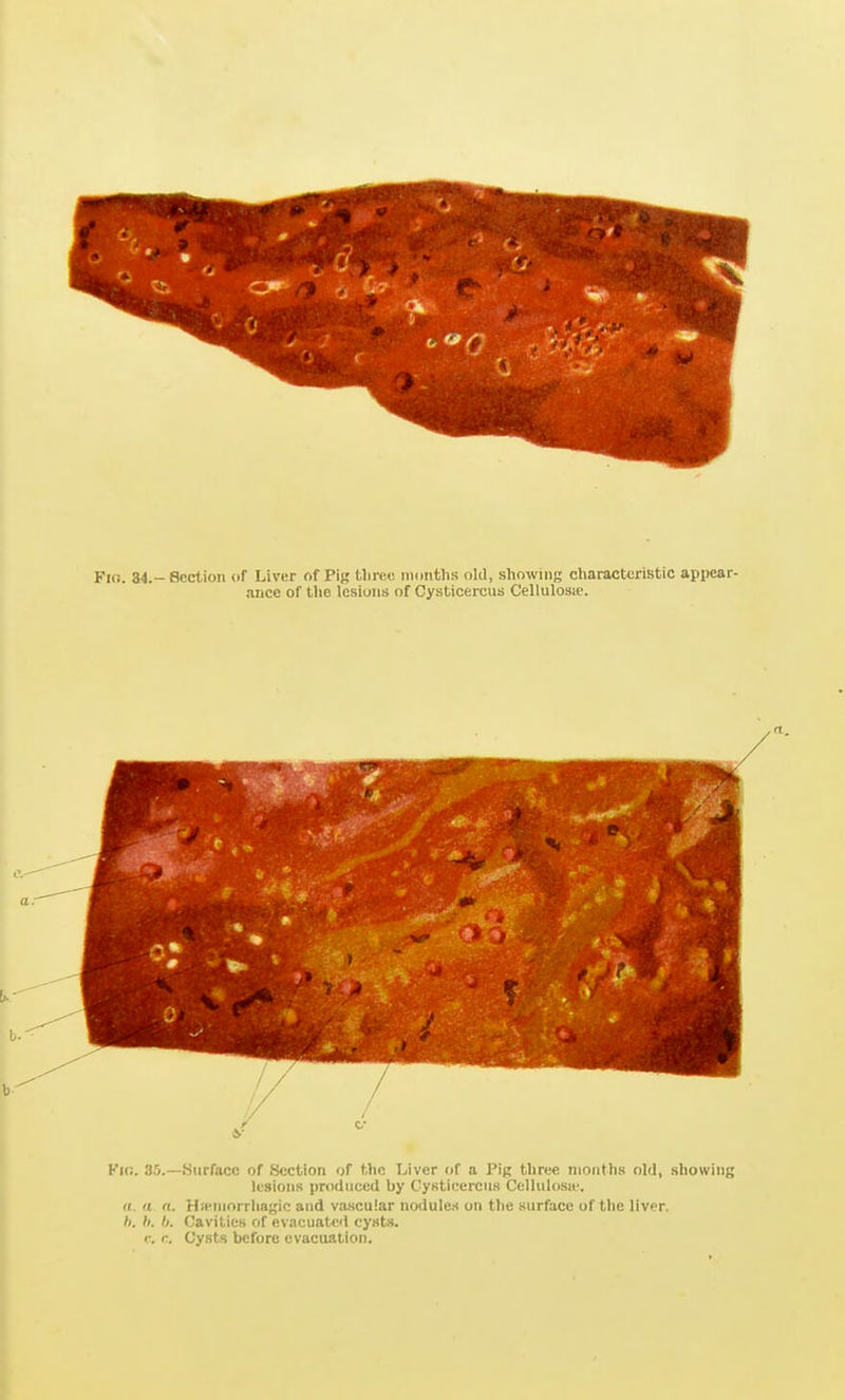 Fifi. 34.- Bcctioii <if Liver of Pig tlirec niotiths old, showing characterlBtio appear- ance of the lesions of Cysticercus Cellulosie. Kifi. 35.—Surface of Section of the Liver of a Pig three months old, showing lesions prodnced by Cysticercns Celhilosu'. ((.. a n. HiPinorrliagic and vascular nodules on the surface of the liver, h. h. I). Cavities of evacuaUvl cysts. '■. r. Cysts before evacuation.