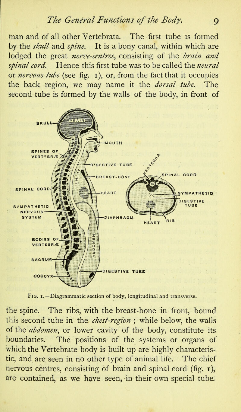 man and of all other Vertebrata. The first tube is formed by the sku/t and sj>me. It is a bony canal, within which are lodged the great nerve-centres^ consisting of the brain and spinal cord. Hence this first tube was to be called the neural or nervous tube (see fig. i), or, from the fact that it occupies the back region, we may name it the dorsal tube. The second tube is formed by the walls of the body, in front of Fig. I.—Diagrammatic section of body, longitudinal and transverse. the spine. The ribs, with the breast-bone in front, bound this second tube in the chest-region ; while below, the walls of the abdomen^ or lower cavity of the body, constitute its boundaries. The positions of the systems or organs of which the Vertebrate body is built up are highly characteris- tic, and are seen in no other type of animal life. The chief nervous centres, consisting of brain and spinal cord (fig. i), are contained, as we have seen, in their own special tube.
