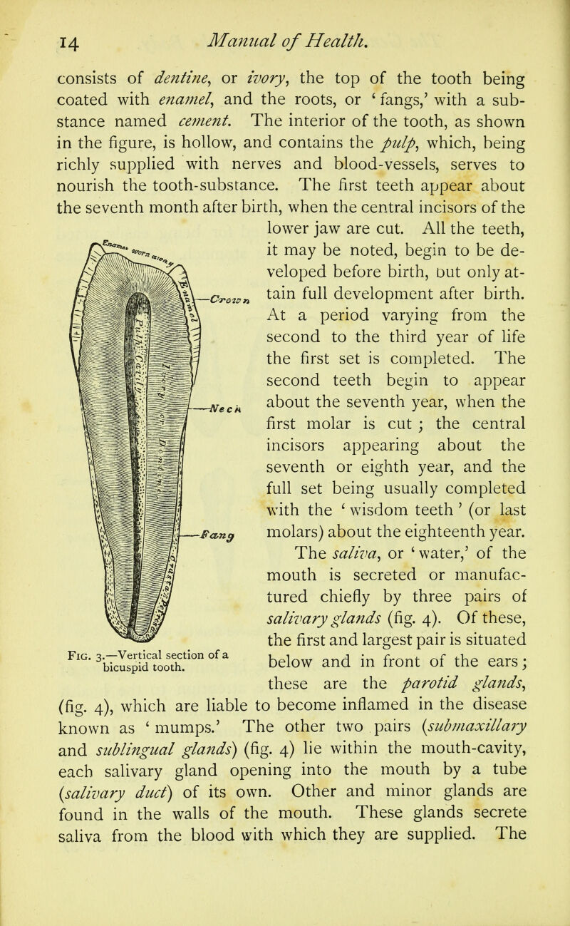 consists of dentine^ or ivory^ the top of the tooth being coated with ena7nel^ and the roots, or ' fangs/ with a sub- stance named ceinent. The interior of the tooth, as shown in the figure, is hollow, and contains the pulp^ which, being richly supplied with nerves and blood-vessels, serves to nourish the tooth-substance. The first teeth appear about the seventh month after birth, when the central incisors of the lower jaw are cut. All the teeth, it may be noted, begin to be de- veloped before birth, out only at- tain full development after birth. At a period varying from the second to the third year of life the first set is completed. The second teeth begin to appear about the seventh year, when the first molar is cut ; the central incisors appearing about the seventh or eighth year, and the full set being usually completed with the ^ wisdom teeth' (or last molars) about the eighteenth year. The saliva^ or ' water,' of the mouth is secreted or manufac- tured chiefly by three pairs of salivary glands (fig. 4). Of these, the first and largest pair is situated below and in front of the ears; these are the parotid glaitds^ (fig. 4), which are liable to become inflamed in the disease known as 'mumps.' The other two pairs (submaxillary and sublingual glands) (fig. 4) lie within the mouth-cavity, each salivary gland opening into the mouth by a tube (salivary duct) of its own. Other and minor glands are found in the walls of the mouth. These glands secrete saUva from the blood with which they are supplied. The Fig. 3.—Vertical section of a bicuspid tooth.