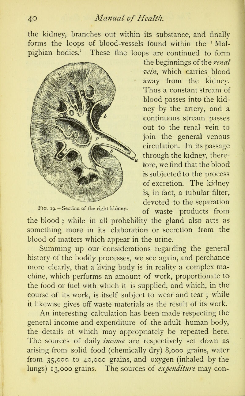 the kidney, branches out within its substance, and finally forms the loops of blood-vessels found within the ' Mal- pighian bodies.' These fine loops are continued to form the blood ; while in all probability the gland also acts as something more in its elaboration or secretion from the blood of matters which appear in the urme. Summing up our considerations regarding the general history of the bodily processes, we see again, and perchance more clearly, that a living body is in reality a complex ma- chme, which performs an amount of work, proportionate to the food or fuel with which it is supplied, and which, in the course of its work, is itself subject to wear and tear ; while it likewise gives off waste materials as the result of its work. An interesting calculation has been made respecting the general income and expenditure of the adult human body,, the details of which may appropriately be repeated here. The sources of daily incoi?ie are respectively set down as arising from solid food (chemically dry) 8,000 grains, water from 35,-000 to 40,000 grains, and oxygen (inhaled by the lungs) 13,000 grams. The sources of expenditure may con- Fig. 19.—Section of tbe right kidney. the beginnings of the renal vein^ which carries blood away from the kidne}\ Thus a constant stream of blood passes into the kid- ney by the artery, and a continuous stream passes out to the renal vein to join the general venous circulation. In its passage through the kidney, there- fore, we find that the blood is subjected to the process of excretion. The kidney is^ in fact, a tubular filter, devoted to the separation of waste products from