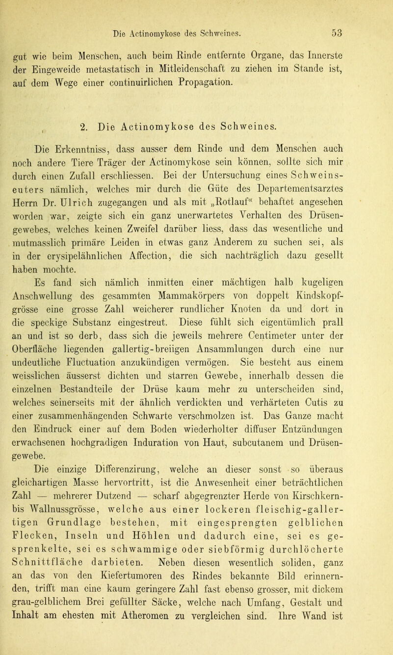 gut wie beim Menschen, aucli beim Rinde entfernte Organe, das Innerste der Eingeweide metastatisch in Mitleidenschaft zu ziehen im Stande ist, auf dem Wege einer continuirlichen Propagation. 2. Die Actinomykose des Schweines. Die Erkenntniss, dass ausser dem Rinde und dem Menschen auch noch andere Tiere Träger der Actinomykose sein können, sollte sich mir durch einen Zufall erschliessen. Bei der Untersuchung eines Schweins- euters nämlich, welches mir durch die Güte des Departementsarztes Herrn Dr. Ulrich zugegangen und als mit Rotlauf'' behaftet angesehen worden war, zeigte sich ein ganz unerwartetes Verhalten des Drüsen- gewebes, welches keinen Zweifel darüber liess, dass das wesentliche und mutmasslich primäre Leiden in etwas ganz Anderem zu suchen sei, als in der erysipelähnlichen Affection, die sich nachträglich dazu gesellt haben mochte. Es fand sich nämlich inmitten einer mächtigen halb kugeligen Anschwellung des gesammten Mammakörpers von doppelt Kindskopf- grösse eine grosse Zahl weicherer rundlicher Knoten da und dort in die speckige Substanz eingestreut. Diese fühlt sich eigentümlich prall an und ist so derb, dass sich die jeweils mehrere Centimeter unter der Oberfläche liegenden gallertig-breiigen Ansammlungen durch eine nur undeutliche Fluctuation anzukündigen vermögen. Sie besteht aus einem weisslichen äusserst dichten und starren Gewebe, innerhalb dessen die einzelnen Bestandteile der Drüse kaum mehr zu unterscheiden sind, welches seinerseits mit der ähnlich verdickten und verhärteten Cutis zu einer zusammenhängenden Schwarte verschmolzen ist. Das Ganze macht den Emdruck einer auf dem Boden wiederholter diffuser Entzündungen erwachsenen hochgradigen Induration von Haut, subcutanem und Drüsen- gewebe. Die einzige Differenzirung, welche an dieser sonst so überaus gleichartigen Masse hervortritt, ist die Anwesenheit einer beträchtlichen Zahl — mehrerer Dutzend — scharf abgegrenzter Herde von Kirschkern- bis Wallnussgrösse, welche aus einer lockeren fleischig-galler- tigen Grundlage bestehen, mit eingesprengten gelblichen Flecken, Inseln und Höhlen und dadurch eine, sei es ge- sprenkelte, sei es schwammige oder siebförmig durchlöcherte Schnittfläche darbieten. Neben diesen wesentlich soliden, ganz an das von den Kiefertumoren des Rindes bekannte Bild erinnern- den, trifft man eine kaum geringere Zahl fast ebenso grosser, mit dickem grau-gelblichem Brei gefüllter Säcke, welche nach Umfang, Gestalt und Inhalt am ehesten mit Atheromen zu vergleichen sind. Ihre Wand ist