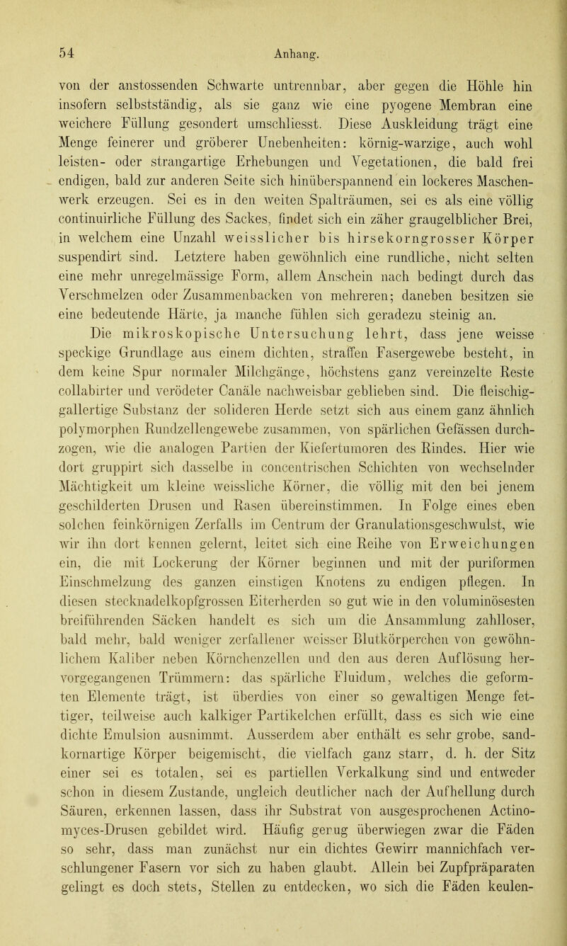 von der anstossenden Schwarte untrennbar, aber gegen die Höhle hm insofern selbstständig, als sie ganz wie eine pyogene Membran eine weichere Füllung gesondert umscWiesst. Diese Auskleidung trägt eine Menge feinerer und gröberer Unebenheiten: körnig-warzige, auch wohl leisten- oder strangartige Erhebungen und Vegetationen, die bald frei - endigen, bald zur anderen Seite sich hinüberspannend ein lockeres Maschen- werk erzeugen. Sei es in den weiten Spalträumen, sei es als eine völlig continuirliche Füllung des Sackes, findet sich ein zäher graugelblicher Brei, in welchem eine Unzahl weisslicher bis hirsekorngrosser Körper suspendirt sind. Letztere haben gewöhnlich eine rundliche, nicht selten eine mehr unregelmässige Form, allem Anschein nach bedingt durch das Verschmelzen oder Zusammenbacken von mehreren; daneben besitzen sie eine bedeutende Härte, ja manche fühlen sich geradezu steinig an. Die mikroskopische Untersuchung lehrt, dass jene weisse speckige Grundlage aus einem dichten, straffen Fasergewebe besteht, in dem keine Spar normaler Milchgänge, höchstens ganz vereinzelte Reste coUabirter und verödeter Canäle nachweisbar geblieben sind. Die fleischig- gallertige Substanz der solideren Herde setzt sich aus einem ganz ähnlich polymorphen Rundzellengewebe zusammen, von spärlichen Gefässen durch- zogen, wie die analogen Partien der Kiefertumoren des Rindes. Hier wie dort gruppirt sich dasselbe in concentrischen Schichten von wechselnder Mächtigkeit um kleine weissliche Körner, die völlig mit den bei jenem geschilderten Drusen und Rasen übereinstimmen. In Folge eines eben solchen feinkörnigen Zerfalls im Centrum der Grannlationsgeschwulst, wie wir ihn dort kennen gelernt, leitet sich eine Reihe von Erweichungen ein, die mit Lockerung der Körner beginnen und mit der puriformen Einschmelzung des ganzen einstigen Knotens zu endigen pflegen. In diesen stecknadelkopfgrossen Eiterherden so gut wie in den voluminösesten breiführenden Säcken handelt es sich um die Ansammlung zahlloser, bald mehr, bald weniger zerfallener weisser Blutkörperchen von gewöhn- lichem Kaliber neben Körnchenzellen und den aus deren Auflösung her- vorgegangenen Trümmern: das spärliche Fluidum, welches die geform- ten Elemente trägt, ist überdies von einer so gewaltigen Menge fet- tiger, teilweise auch kalkiger Partikelchen erfüllt, dass es sich wie eine dichte Emulsion ausnimmt. Ausserdem aber enthält es sehr grobe, sand- kornartige Körper beigemischt, die vielfach ganz starr, d. h. der Sitz einer sei es totalen, sei es partiellen Verkalkung sind und entweder schon in diesem Zustande, ungleich deutlicher nach der Aufhellung durch Säuren, erkennen lassen, dass ihr Substrat von ausgesprochenen Actino- myces-Drusen gebildet wird. Häufig genug überwiegen zwar die Fäden so sehr, dass man zunächst nur ein dichtes Gewirr mannichfach ver- schlungener Fasern vor sich zu haben glaubt. Allein bei Zupfpräparaten gelingt es doch stets, Stellen zu entdecken, wo sich die Fäden keulen-