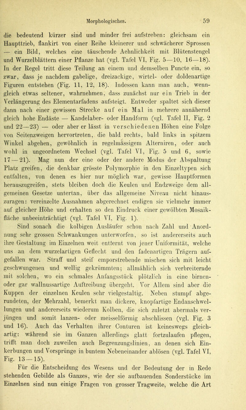 die bedeutend kürzer sind und minder frei aufstreben: gleichsam ein Haupttrieb, flankirt von einer Reihe kleinerer und schwächerer Sprossen — ein Bild, welches eine täuschende Aehnlichkeit mit Blütenstengel und Wurzelblättern einer Pflanze hat (vgl. Tafel VI, Fig. 5—10, 16—18). In der Regel tritt diese Teilung an einem und demselben Puncto ein, so zwar, dass je nachdem gabelige, dreizackige, wirtel- oder doldenartige Figuren entstehen (Fig. 11, 12, 18). Indessen kann man auch, wenn- gleich etwas seltener, wahrnehmen, dass zunächst nur ein Trieb in der Verlängerung des Elementarfadens aufsteigt. Entweder spaltet sich dieser dann nach einer gewissen Strecke auf ein Mal in mehrere annähernd gleich hohe Endäste — Kandelaber- oder Handform (vgl. Tafel II, Fig. 2 und 22—23) — oder aber er lässt in verschiedenen Höhen eine Folge von Seitenzweigen hervortreten, die bald rechts, bald links in spitzem Winkel abgehen, gewöhnlich in regelmässigem Aiterniren, oder auch wohl in ungeordnetem Wechsel (vgl. Tafel VI, Fig. 5 und 6, sowie 17 — 21). Mag nun der eine oder der andere Modus der Abspaltung Platz greifen, die denkbar grösste Polymorphie in den Einzeltypen sich entfalten, von denen es hier nur möglich war, gewisse Hauptformen herauszugreifen, stets bleiben doch die Keulen und Endzweige dem all- gemeinen Gesetze Untertan, über das allgemeine Niveau nicht hinaus- zuragen: vereinzelte Ausnahmen abgerechnet endigen sie vielmehr immer auf gleicher Höhe und erhalten so den Eindruck einer gewölbten Mosaik- fläche unbeeinträchtigt (vgl. Tafel VI, Fig. 1). Sind sonach die kolbigen Ausläufer schon nach Zahl und Anord- nung sehr grossen Schwankungen unterworfen, so ist andererseits auch ihre Gestaltung im Einzelnen weit entternt von jener Uniformität, welche uns an dem wurzelartigen Geflecht und den fadenartigen Trägern auf- gefallen war. Straff und steif emporstrebende mischen sich mit leicht geschwungenen und wellig gekrümmten; allmählich sich verbreiternde mit solchen, wo ein schmales Anfangsstück plötzlich in eine birnen- oder gar wallnussartige Auftreibung übergeht. Vor Allem sind aber die Kuppen der einzelnen Keulen sehr vielgestaltig. Neben stumpf abge- rundeten, der Mehrzahl, bemerkt man dickere, knopfartige Endanschwel- lungen und andererseits wiederum Kolben, die sich zuletzt abermals ver- jüngen und somit lanzen- oder meisselförmig abschlissen (vgl. Fig. 3 und 16). Auch das Verhalten ihrer Conturen ist keineswegs gleich- artig: während sie im Ganzen allerdings glatt fortzulaufen pflegen, trifft man doch zuweilen auch Begrenzungslinien, an denen sich Ein- kerbungen und Vorsprünge in buntem Nebeneinander ablösen (vgl. Tafel VI, Fig. 13 — 15). Für die Entscheidung des Wesens und der Bedeutung der in Rede stehenden Gebilde als Ganzes, wie der sie aufbauenden Sonderstücke im Einzelnen sind nun einige Fragen von grosser Tragweite, welche die Art