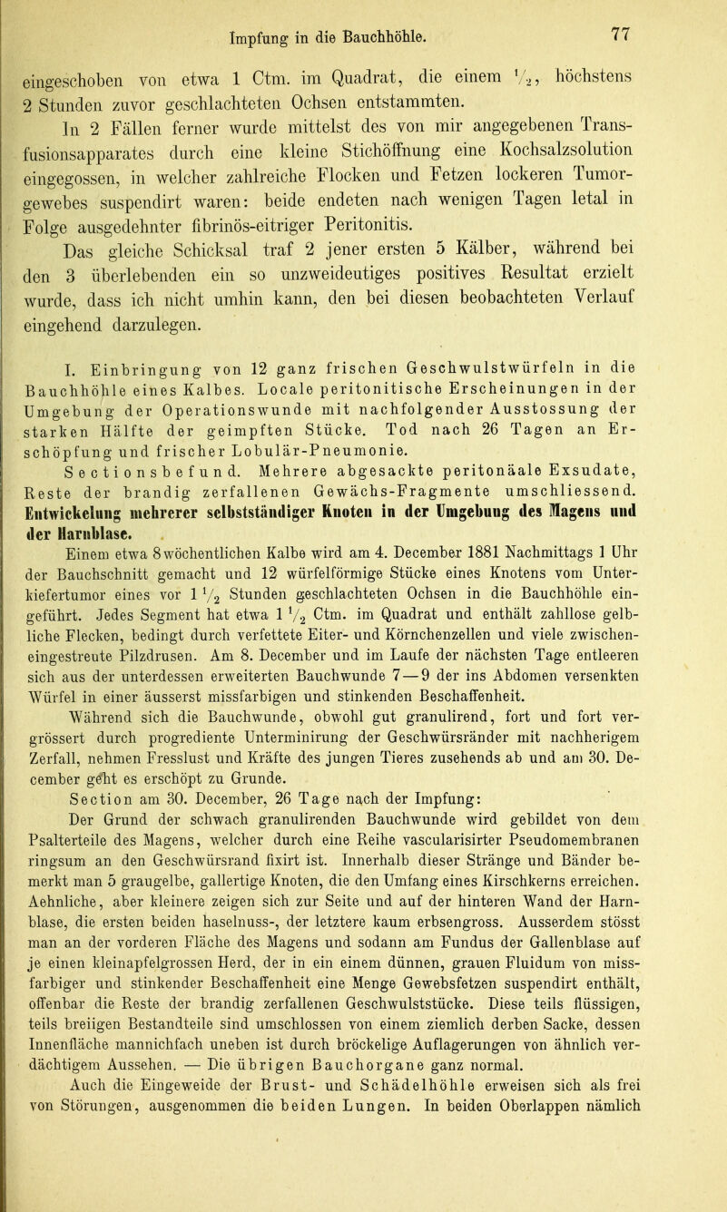eingeschoben von etwa 1 Ctm. im Quadrat, die einem \'.^, höchstens 2 Stunden zuvor geschlachteten Ochsen entstammten. In 2 Fällen ferner wurde mittelst des von mir angegebenen Trans- fusionsapparates durch eine kleine Stichöffnmig eine Kochsalzsolution eingegossen, in welcher zahlreiche Elocken und Fetzen lockeren Tumor- gewebes suspendirt waren: beide endeten nach wenigen Tagen letal in Folge ausgedehnter fibrinös-eitriger Peritonitis. Das gleiche Schicksal traf 2 jener ersten 5 Kälber, während bei den 3 überlebenden ein so unzweideutiges positives Resultat erzielt wurde, dass ich nicht umhin kann, den bei diesen beobachteten Verlauf eingehend darzulegen. I. Einbringung von 12 ganz frischen Geschwulstwürfeln in die Bauchhöhle eines Kalbes. Locale peritonitische Erscheinungen in der Umgebung der Operationswunde mit nachfolgender Ausstossung der starken Hälfte der geimpften Stücke. Tod nach 26 Tagen an Er- schöpfung und frischer Lobulär-Pneumonie. Sectionsbefund. Mehrere abgesackte peritonäale Exsudate, Reste der brandig zerfallenen Gewächs-Fragmente umschliessend. Eiitwickeliiiig mehrerer selbststäiuliger Knoten in der Umgebung des Magens und der Harnblase. Einem etwa 8 wöchentlichen Kalbe wird am 4. December 1881 Nachmittags 1 Uhr der Bauchschnitt gemacht und 12 würfelförmige Stücke eines Knotens vom ünter- kiefertumor eines vor 1 V2 Stunden geschlachteten Ochsen in die Bauchhöhle ein- geführt. Jedes Segment hat etwa 1 V2 Ctm. im Quadrat und enthält zahllose gelb- liche Flecken, bedingt durch verfettete Eiter- und Körnchenzellen und viele zwischen- eingestreute Pilzdrusen. Am 8. December und im Laufe der nächsten Tage entleeren sich aus der unterdessen erweiterten Bauchwunde 7 — 9 der ins Abdomen versenkten Würfel in einer äusserst missfarbigen und stinkenden Beschaffenheit. Während sich die Bauchwunde, obwohl gut granulirend, fort und fort ver- grössert durch progrediente Unterminirung der Geschwürsränder mit nachherigem Zerfall, nehmen Fresslust und Kräfte des jungen Tieres zusehends ab und am 30. De- cember geht es erschöpt zu Grunde. Section am 30. December, 26 Tage nach der Impfung: Der Grund der schwach granulirenden Bauchwunde wird gebildet von dem Psalterteile des Magens, welcher durch eine Reihe vascularisirter Pseudomembranen ringsum an den Geschwürsrand fixirt ist. Innerhalb dieser Stränge und Bänder be- merkt man 5 graugelbe, gallertige Knoten, die den Umfang eines Kirschkerns erreichen. Aehnliche, aber kleinere zeigen sich zur Seite und auf der hinteren Wand der Harn- blase, die ersten beiden haselnuss-, der letztere kaum erbsengross. Ausserdem stösst man an der vorderen Fläche des Magens und sodann am Fundus der Gallenblase auf je einen kleinapfelgrossen Herd, der in ein einem dünnen, grauen Fluidum von miss- farbiger und stinkender Beschaffenheit eine Menge Gewebsfetzen suspendirt enthält, offenbar die Reste der brandig zerfallenen Geschwulststücke. Diese teils flüssigen, teils breiigen Bestandteile sind umschlossen von einem ziemlich derben Sacke, dessen Innenfläche mannichfach uneben ist durch bröckelige Auflagerungen von ähnlich ver- dächtigem Aussehen. — Die übrigen Bauchorgane ganz normal. Auch die Eingeweide der Brust- und Schädelhöhle erweisen sich als frei von Störungen, ausgenommen die beiden Lungen. In beiden Oberlappen nämlich
