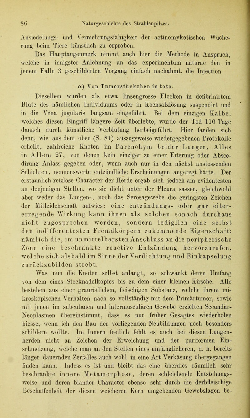 Aiisiedeliiiigs- und Vermehrungsfähigkeit der actinomykotischen Wuche- rung beim Tiere künstlich zu erproben. Das Hauptaugenmerk nimmt auch hier die Methode in Anspruch, welche in innigster Anlehnung an das experimentum naturae den in jenem Falle 3 geschilderten Vorgang einfach nachahmt, die Injection a) Von Tumorstückchen in toto. Dieselben wurden als etwa linsengrosse Flocken in defibrinirtem Blute des nämlichen Individuums oder in Kochsalzlösung suspendirt und in die Vena jugularis langsam eingeführt. Bei dem einzigen Kalbe, welches diesen Eingriff längere Zeit überlebte, wurde der Tod 110 Tage danach durch künstliche Verblutung herbeigeführt. Hier fanden sich denn, wie aus dem oben (S. 81) auszugsweise wiedergegebenen Protokolle erhellt, zahlreiche Knoten im Parenchym beider Lungen, Alles in Allem 27, von denen kein einziger zu einer Eiterung oder Absce- dirung Anlass gegeben oder, wenn auch nur in den nächst anstossenden Schichten, nennenswerte entzündliche Erscheinungen angeregt hätte. Der erstaunlich reizlose Character der Herde ergab sich jedoch am evidentesten an denjenigen Stellen, wo sie dicht unter der Pleura sassen, gleichwohl aber weder das Lungen-, noch das Serosage webe die geringsten Zeichen der Mitleidenschaft aufwies: eine entzündungs- oder gar eiter- erregende Wirkung kann ihnen als solchen sonach durchaus nicht zugesprochen werden, sondern lediglich eine selbst den indifferentesten Fremdkörpern zukommende Eigenschaft: nämlich die, im unmittelbarsten Anschluss an die peripherische Zone eine beschränkte reactive Entzündung hervorzurufen, welche sich alsbald im Sinne der Verdichtung und Einkapselung zurückzubilden strebt. Was nun die Knoten selbst anlangt, so schwankt deren Umfang von dem eines Stecknadelkopfes bis zu dem einer kleinen Kirsche. Alle bestehen aus einer graurötlichen, fleischigen Substanz, welche ihrem mi- kroskopischen Verhalten nach so vollständig mit dem Primärtumor, sowie mit jenen im subcutanen und intermusculären Gewebe erzielten Secundär- Neoplasmen übereinstimmt, dass es nur früher Gesagtes wiederholen hiesse, wenn ich den Bau der vorliegenden Neubildungen noch besonders schildern wollte. Im Innern freilich fehlt es auch bei diesen Lungen- herden nicht an Zeichen der Erweichung und der puriformen Ein- schmelzung, welche man an den Stellen eines umfänglicheren, d. h. bereits länger dauernden Zerfalles auch wohl in eine Art Verkäsung übergegangen finden kann. Indess es ist und bleibt das eine überdies räumlich sehr beschränkte innere Metamorphose, deren schleichende Entstehungs- weise und deren blander Character ebenso sehr durch die derbfleischige Beschaffenheit der diesen weicheren Kern umgebenden Gewebslagen be-