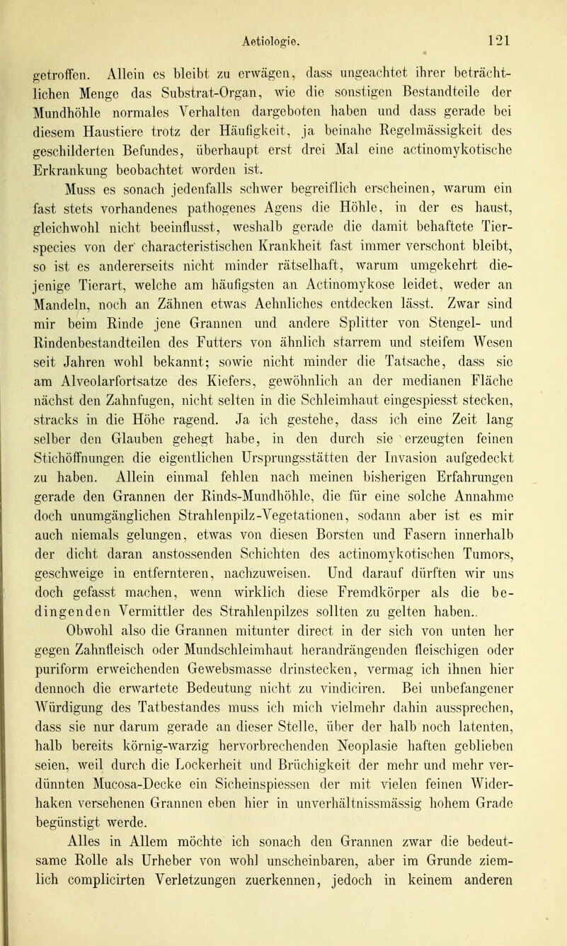 getroffen. Allein es bleibt zu erwägen, dass ungeachtet ihrer beträcht- lichen Menge das Substrat-Organ, wie die sonstigen Bestandteile der Mundhöhle normales Verhalten dargeboten haben und dass gerade bei diesem Haustiere trotz der Häufigkeit, ja beinahe Regelmässigkeit des geschilderten Befundes, überhaupt erst drei Mal eine actinomykotische Erkrankmig beobachtet worden ist. Muss es sonach jedenfalls schwer begreiflich erscheinen, warum ein fast stets vorhandenes pathogenes Agens die Höhle, in der es haust, gleichwohl nicht beeinflusst, weshalb gerade die damit behaftete Tier- species von der characteristischen Krankheit fast immer verschont bleibt, so ist es andererseits nicht minder rätselhaft, warum umgekehrt die- jenige Tierart, welche am häufigsten an Actinomykose leidet, weder an Mandeln, noch an Zähnen etwas Aehnliches entdecken lässt. Zwar sind mir beim Einde jene Grannen und andere Splitter von Stengel- und Rindenbestandteilen des Futters von ähnlich starrem und steifem Wesen seit Jahren wohl bekannt; sowie nicht minder die Tatsache, dass sie am Alveolarfortsatze des Kiefers, gewöhnlich an der medianen Fläche nächst den Zahnfugen, nicht selten in die Schleimhaut eingespiesst stecken, stracks in die Höhe ragend. Ja ich gestehe, dass ich eine Zeit lang selber den Glauben gehegt habe, in den durch sie erzeugten feinen Stichöffnungen die eigentlichen Ursprungsstätten der Invasion aufgedeckt zu haben. Allein einmal fehlen nach meinen bisherigen Erfahrungen gerade den Grannen der Rinds-Mundhöhle, die für eine solche Annahme doch unumgänglichen Strahlenpilz-Vegetationen, sodann aber ist es mir auch niemals gelungen, etwas von diesen Borsten und Fasern innerhalb der dicht daran anstossenden Schichten des actinomykotischen Tumors, geschweige in entfernteren, nachzuweisen. Und darauf dürften wir uns doch gefasst machen, wenn wirklich diese Frem^dkörper als die be- dingenden Vermittler des Strahlenpilzes sollten zu gelten haben.. Obwohl also die Grannen mitunter direct in der sich von miten her gegen Zahnfleisch oder Mundschleimhaut herandrängenden fleischigen oder puriform erweichenden Gewebsmasse drinstecken, vermag ich ihnen hier dennoch die erwartete Bedeutung nicht zu vindiciren. Bei unbefangener Würdigung des Tatbestandes muss ich mich vielmehr dahin aussprechen, dass sie nur darum gerade an dieser Stelle, über der halb noch latenten, halb bereits körnig-warzig hervorbrechenden Neoplasie haften geblieben seien, weil durch die Lockerheit und Brüchigkeit der mehr und mehr ver- dünnten Mucosa-Decke ein Sicheinspiessen der mit vielen feinen Wider- haken versehenen Grannen eben hier in unverhältnissmässig hohem Grade begünstigt werde. Alles in Allem möchte ich sonach den Grannen zwar die bedeut- same Rolle als Urheber von wohl unscheinbaren, aber im Grunde ziem- lich complicirten Verletzungen zuerkennen, jedoch in keinem anderen