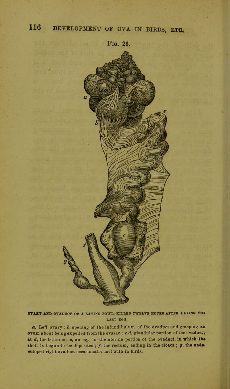 Fig. 26. OYAKT AID OVADWCT OF A LATINO FOWL, KILLED TWELVE HOURS AFTER LATIK9 IH> LAST EGO. *. Left ovary; 6, opening of the infundibulum of the ovaduct and grasping an or am about being expelled from the ovasac ; e d, glandular portion of the ovaduct; at d, the isthmus ; «, an egg in the uterine portion of the ovadnct, in which the •hell is begun to he deposited ; /, the rectum, ending in the cloaca ; g, the unde- veloped right ovaduct occasional! v met with in birds.