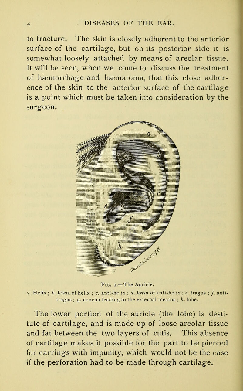to fracture. The skin is closely adherent to the anterior surface of the cartilage, but on its posterior side it is somewhat loosely attached by means of areolar tissue. It will be seen, when we come to discuss the treatment of haemorrhage and haematoma, that this close adher- ence of the skin to the anterior surface of the cartilage is a point which must be taken into consideration by the surgeon. Fig. i.—The Auricle. a. Helix ; b. fossa of helix ; c. anti-helix; d. fossa of anti-helix ; e. tragus ; /. anti- tragus; g. concha leading to the external meatus; h. lobe. The lower portion of the auricle (the lobe) is desti- tute of cartilage, and is made up of loose areolar tissue and fat between the two layers of cutis. This absence of cartilage makes it possible for the part to be pierced for earrings with impunity, which would not be the case if the perforation had to be made through cartilage.