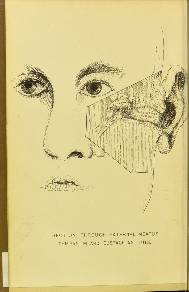 SECTION THROUGH EXTERNAL MEATUS, TYMPANUM, AND EUSTACHIAN TUBE.