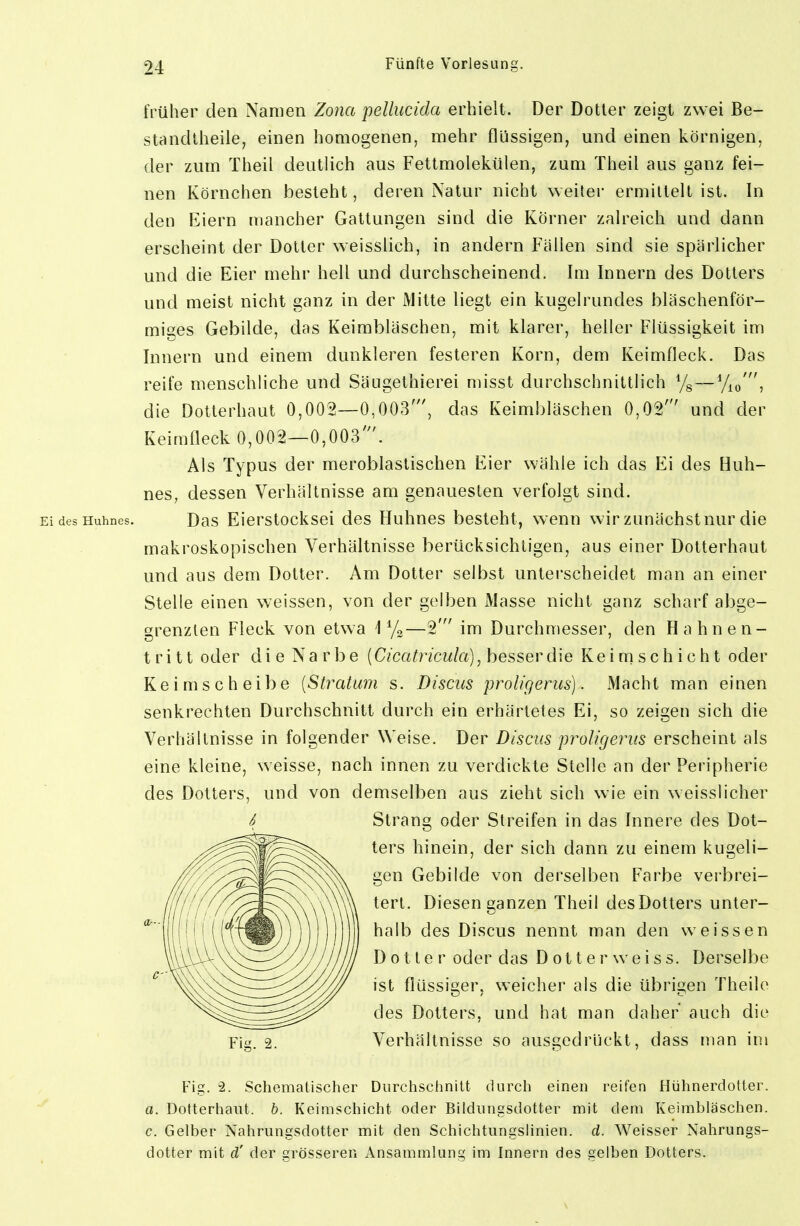 früher den Namen Zona pellucida erhielt. Der Dotier zeigt zwei Be- stancllheile, einen homogenen, mehr flüssigen, und einen körnigen, der zum Theil deutlich aus Fettmolekülen, zum Theil aus ganz fei- nen Körnchen besieht, deren Natur nicht weiter ermittelt ist. In den Eiern mancher Gattungen sind die Körner zalreich und dann erscheint der Dotter weisslich, in andern Fällen sind sie spärlicher und die Eier mehr hell und durchscheinend. Im Innern des Dotters und meist nicht ganz in der Mitte liegt ein kugelrundes bläschenför- miges Gebilde, das Keimbläschen, mit klarer, heller Flüssigkeit im Innern und einem dunkleren festeren Korn, dem Keimfleck. Das reife menschliche und SäLigethierei misst durchschnittlich %—Vio', die Dotierhaut 0,002—0,003', das Keimbläschen 0,02' und der Keimfleck 0,002—0,003'. Als Typus der meroblastischen Eier wähle ich das Ei des Huh- nes, dessen Verhältnisse am genauesten verfolgt sind. Ei des Huhnes. Das Eierstocksei des Huhnes besteht, wenn wir zunächst nur die makroskopischen Verhältnisse berücksichtigen, aus einer Dotterhaut und aus dem Dotter. Am Dotter selbst untei'scheidet man an einer Stelle einen weissen, von der gelben Masse nicht ganz scharf abge- grenzten Fleck von etwa •]%—2' im Durchmesser, den Hahnen- tritt oder d i e N a r b e (Cicatricula), besser die Keimschicht oder Keim Scheibe [Stratum s. Disciis proligerus). Macht man einen senkrechten Durchschnitt durch ein erhärtetes Ei, so zeigen sich die Verhältnisse in folgender Weise. Der Discus proligerus erscheint als eine kleine, weisse, nach innen zu verdickte Stelle an der Peripherie des Dotters, und von demselben aus zieht sich wie ein weisslicher Strang oder Streifen in das Innere des Dot- ters hinein, der sich dann zu einem kugeli- gen Gebilde von derselben Farbe verbrei- tert. Diesen ganzen Theil des Dotters unter- halb des Discus nennt man den weissen Dotier oder das Dotter weiss. Derselbe ist flüssiger, weicher als die übrigen Theilo des Dotters, und hat man daher auch die Fig. 2. Verhältnisse so ausgedrückt, dass man im Fig. 2. Schematischer Durclischnitt durch einen reifen Hühnerdotter. a. Dotterhaut. b. Keimschicht oder Biidiingsdotter mit dem Keimbläschen. c. Gelber Nahrungsdotter mit den Schichtungslinien, d. Weisser Nahrungs- dotter mit d' der grösseren Ansammlung im Innern des gelben Dotters.