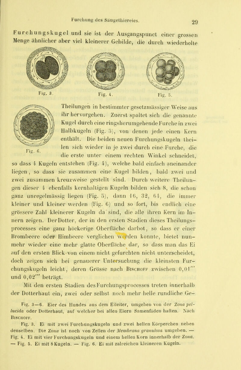 Furchung des Säugethiereies. Furchungskugel und sie ist der Ausgangspunct einer grossen Menge ähnlicher aber viel kleinerer Gebilde, die durch wiederholte Fig. 3. Fig. Theilungen in bestimmter gesetzmässiger Weise aus ihr hervorgehen. Zuerst spaltet sich die genannte Kugel durch eine ringsherumgehende Furche in zwei Halbkugeln (Fig. 3), von denen jede einen Kern enthält. Die beiden neuen Furchungskugeln thei- len sich wieder in je zwei durch eine Furche, die die erste unter einem rechten Winkel schneidet, so dass 4 Kugeln entstehen (Fig. 4), welche bald einfach aneinander liegen , so dass sie zusammen eine Kugel bilden , bald zwei und zwei zusammen kreuzweise gestellt sind. Durch weitere Theilun- gen dieser 4 ebenfalls kernhaltigen Kugeln bilden sich 8, die schon ganz unregelmässig liegen (Fig. 5), dann 16, 32, 64, die immer kleiner und kleiner werden (Fig. 6) und so fort, bis endlich eine grössere Zahl kleinerer Kugeln da sind, die alle ihren Kern im In- nern zeigen. Der Dotter, der in den ersten Stadien dieses Theilungs- processes eine ganz höckerige Oberfläche darbot, so dass er einer Brombeere oder Himbeere verglichen werden konnte, bietet nun- mehr wieder eine mehr glatte Oberfläche dar, so dass man das Ei auf den ersten Blick von einem nicht gefurchten nicht unterscheidet, doch zeigen sich bei genauerer Untersuchung die kleinsten Fur- chungskugeln leicht, deren Grösse nach Bischoff zwischen 0,01' und 0,02' beträgt. Mit den ersten Stadien desFurchungsprocesses treten innerhalb der Dotterhaut ein, zwei oder selbst noch mehr helle rundliche Ge- Fig. 3—6. Eier des Hundes aus dem Eileiter, umgeben von der Zona pel- lucida oder Dolterhaut. auf welcher bei allen Eiern Sanaenfäden haften. Nach BiSCHOFF. Fig. 3. Ei mit zwei Furchungskugeln und zwei hellen Körperchen neben denselben. Die Zona ist noch von Zellen der Membrana granulosa umgeben. — Fig. 4. Ei mit vier Furchungskugeln und einem hellen Korn innerhalb der Zona. — Fig. 5. Ei mit 8 Kugeln. — Fig. 6. Ei mit zalreichen kleineren Kugeln.