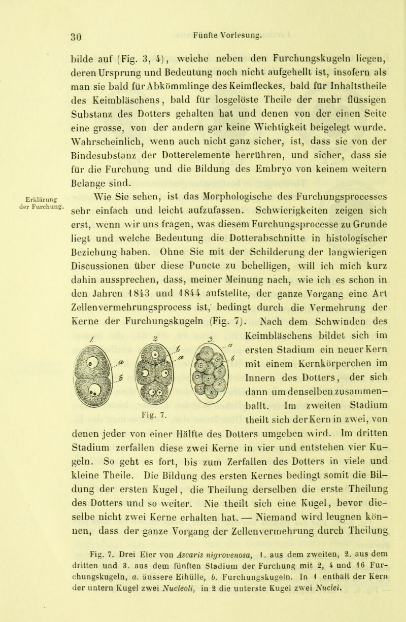 bilde auf (Fig. 3, 4), welche neben den Furchungskugeln liegen, deren Ursprung und Bedeutung noch nicht aufgehellt ist, insofern als man sie bald für Abkömmlinge des Keimfleckes, bald für Inhaltstheile des Keimbläschens, bald für losgelöste Theile der mehr flüssigen Substanz des Dotters gehalten hat und denen von der einen Seite eine grosse, von der andern gar keine Wichtigkeit beigelegt wurde. Wahrscheinlich, wenn auch nicht ganz sicher, ist, dass sie von der Bindesubstanz der Dotterelemente herrühren, und sicher, dass sie für die Farchung und die Bildung des Embryo von keinem weitern Belange sind. Wie Sie sehen, ist das Morphologische des Furchungsprocesses sehr einfach und leicht aufzufassen. Schwierigkeiten zeigen sich erst, wenn wir uns fragen, was diesem Furchungsprocesse zu Grunde liest und welche Bedeutung die Dotterabschnitte in histologischer Beziehung haben. Ohne Sie mit der Schilderung der langwierigen Discussionen über diese Puncte zu behelligen, will ich mich kurz dahin aussprechen, dass, meiner Meinung nach, wie ich es schon in den Jahren 1843 und 1844 aufstellte, der ganze Vorgang eine Art Zellenvermehrungsprocess ist, bedingt durch die Vermehrung der Kerne der Furchungskugeln (Fig. 7). Nach dem Schwinden des Keimbläschens bildet sich im ersten Stadium ein neuer Kern mit einem Kernkörperchen im Innern des Dotters, der sich dann um denselben zusammen- ballt. Im zweiten Stadium theilt sich derKernin zwei, von denen jeder von einer Hälfte des Dotters umgeben wird. Im dritten Stadium zerfallen diese zwei Kerne in vier und entstehen vier Ku- geln. So geht es fort, bis zum Zerfallen des Dotters in viele und kleine Theile. Die Bildung des ersten Kernes bedingt somit die Bil- dung der ersten Kugel, die Theilung derselben die erste Theilung des Dotters und so weiter. Nie theilt sich eine Kugel, bevor die- selbe nicht zwei Kerne erhalten hat. — Niemand wird leugnen kön- nen, dass der ganze Vorgang der Zellenvermehrung durch Theilung Fig. 7. Drei Eier von Äscaris nigroienosa, I. aus dem zweiten, 2. aus dem dritten und 3. aus dem fünften Stadium der Furclmng mit 2, 4 und 16 Fur- chungskugeln, a. äussere Eihülle, b. Furcliungskugeln. In 4 enthält der Kern der untern Kugel zwei XucIeoU, in 2 die unterste Kugel zwei Xuclei. / 2 3.