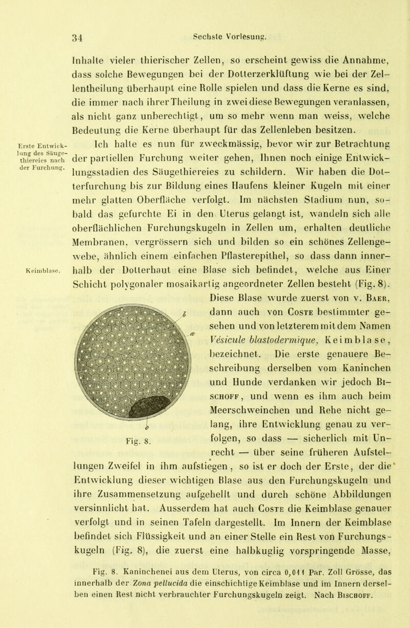 Inhalte vieler thierischer Zellen, so erscheint gewiss die Annahme, dass solche Bewegungen bei der Dotterzerklüftung wie bei der Zel- lentheilung überhaupt eine Rolle spielen und dass die Kerne es sind, die immer nach ihrer Theilung in zwei diese Bewegungen veranlassen, als nicht ganz unberechtigt, um so mehr wenn man weiss, welche Bedeutung die Kerne überhaupt für das Zellenleben besitzen. Erste Entwick- Ich halte CS uuu für zweckmässig, bevor wir zur Betrachtung ^thie/eies^nafr dor partiellen Furchung weiter gehen, Ihnen noch einige Entwick- der Fuichung. j^j-jggstadien des Säugethiereies zu schildern. Wir haben die Dot- terfurchung bis zur Bildung eines Haufens kleiner Kugeln mit einer mehr glatten Oberflache verfolgt. Im nächsten Stadium nun, so- bald das gefurchte Ei in den Uterus gelangt ist, wandeln sich alle oberflächlichen Furchungskugeln in Zellen um, erhalten deutliche Membranen, vergrössern sich und bilden so ein schönes Zellenge- webe, ähnlich einem einfachen Pflasterepithel, so dass dann inner- Keimbiase. halb dcr Dottcrhaut eine Blase sich befindet, welche aus Einer Schicht polygonaler mosaikartig angeordneter Zellen besteht (Fig. 8). Diese Blase wurde zuerst von v. Baer, dann auch von Coste bestimmter ge- sehen und von letzterem mit dem Namen Vesicule blastodermique, K e i m b 1 a s e , bezeichnet. Die erste genauere Be- schreibung derselben vom Kaninchen und Hunde verdanken wir jedoch Bi- schoff, und wenn es ihm auch beim Meerschweinchen und Rehe nicht ge- lang, ihre Entwicklung genau zu ver- folgen, so dass — sicherlich mit Un- recht — über seine früheren Aufstel- lungen Zweifel in ihm aufstiegen, so ist er doch der Erste, der die' Entwicklung dieser wichtigen Blase aus den Furchungskugeln und ihre Zusammensetzung aufgehellt und durch schöne Abbildungen versinnlicht hat. Ausserdem hat auch Coste die Keimblase genauer verfolgt und in seinen Tafeln dargestellt. Im binern der Keimblase befindet sich Flüssigkeit und an einer Stelle ein Rest von Furchungs- kugeln (Fig. 8), die zuerst eine halbkuglig vorspringende Masse, Fig. 8. Kaninchenei aus dem Uterus, von circa 0,0^1 Par. Zoll Grösse, das innertialb der Zona pellucida die einschictilige Keimblase und im Innern dersel- ben einen Rest nicht verbrauchler Furchungskugeln zeigt. Nach Biscboff.