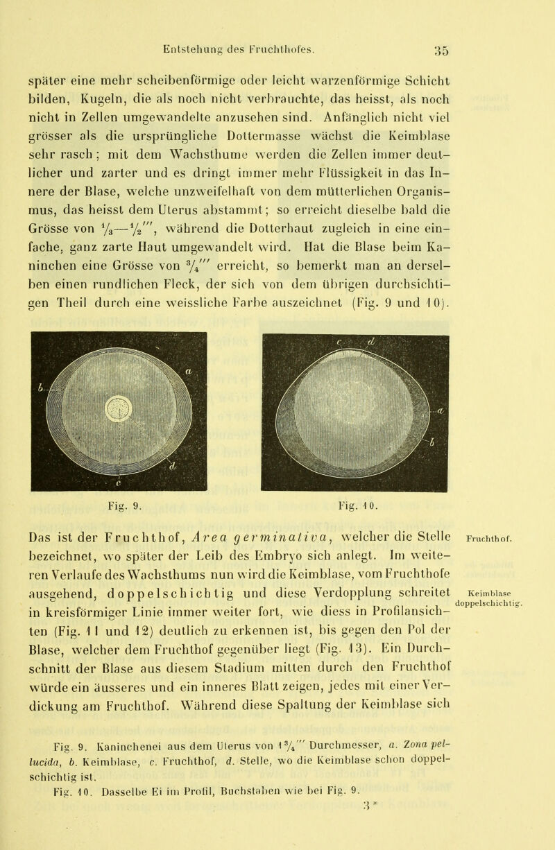 später eine mehr scheibenförmige oder leicht warzenförmige Schicht bilden, Kugeln, die als noch nicht verbrauchte, das heisst, als noch nicht in Zellen umgewandelte anzusehen sind. Anfänglich nicht viel grösser als die ursprüngliche Dottermasse wächst die Keimblase sehr rasch ; mit dem Wachsthume werden die Zellen immer deut- licher und zarter und es dringt immer mehr Flüssigkeit in das In- nere der Blase, welche unzweifelhaft von dem mütterlichen Organis- mus, das heisst dem Uterus abstammt; so erreicht dieselbe bald die Grösse von Ya—Yg', während die Dotterhaut zugleich in eine ein- fache, ganz zarte Haut umgewandelt wird. Hat die Blase beim Ka- ninchen eine Grösse von y/ erreicht, so bemerkt man an dersel- ben einen rundlichen Fleck, der sich von dem übrigen durchsichti- gen Theil durch eine weissliche Farbe auszeichnet (Fig. 9 und 10). Fig. 9. Fig. 4 0. Das ist der Fruchthof, Area germinativa, welcher die Stelle Fmchthof. bezeichnet, wo später der Leib des Embryo sich anlegt. Im weite- ren Verlaufe des Wachsthums nun wird die Keimblase, vom Fruchthofe aus2;ehend, doppelschichtig und diese Verdopplung schreitet Keimbiase ^ r • T • n ci • i_ doppelschichli in kreisförmiger Linie immer weiter fort, wie diess in Pronlansich- ten (Fig. 1 I und 12) deutlich zu erkennen ist, bis gegen den Pol der Blase, welcher dem Fruchthof gegenüber liegt (Fig. 13). Ein Durch- schnitt der Blase aus diesem Stadium mitten durch den Fruchthof würde ein äusseres und ein inneres Blatt zeigen, jedes mit einer Ver- dickung am Fruchthof. Während diese Spaltung der Keimblase sich Fig. 9. Kaninchenei aus dem Uterus von \ %' Durchmesser, a. Zona pel- lucida, h. Keimblase, c. Fruchthof, d. Stelle, wo die Keimblase schon doppel- schichtig ist. Fig. 10. Dasselbe Ei im Profil, Buchstaben wie bei Fig. 9. 3 