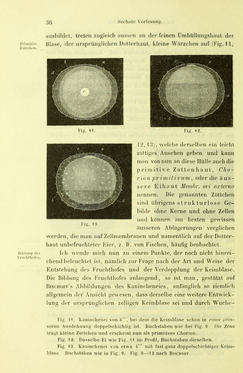 ausbildet, treten zugleich aussen an der feinen Umhüllungshaut der Primitive Blasc, der ursprünglichen Dotterhaut, kleine Wärzchen auf (Fi^. 11. Zöttchen. . ^ ^ '  ' Fig. 12. 12, 13), welche derselben ein leicht zottiges Ansehen geben und kann man von nun an diese Hülle auch die primitive Zotten haut, C/zo- r ion primitivum ^ oder die äus- sere Eihaut Memhr. ovi externa nennen. Die genannten Zöttchen sind übrigens struk turlose Ge~ bilde ohne Kerne und ohne Zellen und können am besten gewissen äusseren Ablagerungen verglichen werden, die man auf Zellmembranen und namentlich auf der Dotter- haut unbefruchteter Kier, z. B. von Fischen, häufig beobachtet. Bildung des Ich weudc mich nun zu einem Punkte, der noch nicht hinrei- Frurhthofes, chend beleuchtet ist, nämlich zur Frage nach der Art und Weise der Entstehung des Fruchthofes und der Verdopplung der Keimblase. Die Bildung des Fruchthofes anlangend, so ist man, gestützt auf Bischoff's Abbildungen des Kanincheneies, anfänglich so ziemlich allgemein der Ansicht gewesen, dass derselbe eine weitere Entwick- lung der ursprünglichen zelligen Keimblase sei und durch Wuche- Fig. H. Ivaninclienei von 3', bei dem die Keimblase schon in einer grös- seren Ausdehnung doppelschichlig ist. Buchstaben wie bei Vlg. 9. Die Zonu tragt kleine Zöttchen und erscheint nun als primiüves Chorion. Fig. 12. Dasselbe Ei wie Fig. H im Profil, Buchslaben dieselben. Fig. 13 Kaninchenei von etwa 4' mit fast ganz doppelschichliger Keini- blase. Buchstaben wie in Fig. 9. Fig. 9—13 nach Bischoff. Fig. 11.