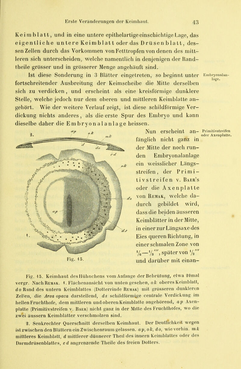Keimblatt, und in eine untere epithelartige einschichtige Lage, das eigentliche un tere Keimbl at t oder das D rüsen bla tt, des- sen Zellen durch das Vorkommen von Fetttropfen von denen des mitt- leren sich unterscheiden, welche namentlich in denjenigen der Rand- theile grösser und in grösserer Menge angehäuft sind. Ist diese Sonderung in 3 Blätter eingetreten, so beginnt untei* Embponaian- fortschreitender Ausbreitung der Keimscheibe die Mitte derselben sich zu verdicken, und erscheint als eine kreisförmige dunklere Stelle, welche jedoch nur dem oberen und mittleren Keimblatte an- gehört. Wie der weitere Verlauf zeigt, ist diese schildförmige Ver- dickung nichts anderes, als die erste Spur des Embryo und kann dieselbe daher die Embryonalanlage heissen. Nun erscheint an- Piimitivstreifen oder Axenplatte. fänglich nicht ganz in der Mitte der noch run- den Embryonalanlage ein weisslicher Längs- streifen, der Primi- tivstreifen V. Baer's oder die Axenplatte von Re3iak, welche da- durch gebildet wird, dass die beiden äusseren Keimblätter in der Mitte, in einer zur Längsaxe des Eies queren Richtung, in einer schmalen Zone von Ve—Vs', später von und darüber mit einan- Fig. 15. Keimhaut des Hühnchens vom Anfange der Bebrütung, etwa 20mal vergr. NachREMAK. 1. Flächenansicht von unten gesehen, ofe oberes Keimblatt, do Rand des untern Keimblattes (Dotterrinde Remak) mit grösseren dunkleren Zellen, die Area opaca darstellend, ds schildförmige centrale Verdickung im hellen Fruchthofe, dem mittleren und oberen Keimblatte angehörend, ap Axen- platte (Primitivstreifen v. Baer) nicht ganz in der Mitte des Fruchthofes, wo die zwei äussern Keimblätter verschmolzen sind. 2. Senkrechter Querschnitt derselben Keimhaut. Der Deutlichkeit wegen ist zwischen den Blättern ein Zwischenraum gelassen. ap,ok,do, wie vorhin, mk mittleres Keimblatt, d mittlerer dünnerer Theil des innern Keimblattes oder des Darmdrüsenblattes, ed angrenzende Theile des freien Dotters. Fig. 15.