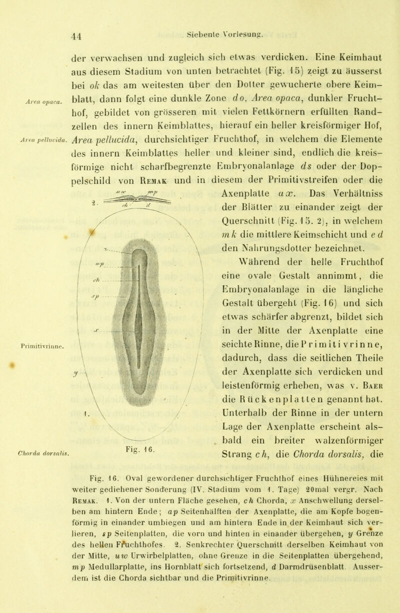 der verwachsen und zugleich sich etwas verdicken. Eine Keimhaul aus diesem Stadium von unten betrachtet (Fig. 15) zeigt zu äusserst bei ok das am weitesten über den DoUer gewucherte obere Keim- Area opaca. blatt, dauu folgt cinc duuklc Zone do. Area opaca, dunkler Frucht- hof, gebildet von grösseren mit vielen Fettkörnern erfüllten Rand- zellen des innern Keimblattes, hierauf ein heller kreisförmiger Hof, Ay,:a peUticida. Avßa peUuctda, durchsichtiger Fruchthof, in welchem die Elemente des innern Keimblattes heller und kleiner sind, endlich die kreis- förmige nicht scharfbegrenzte Embryonalanlage ds oder der Dop- pelschild von Remak und in diesem der Primitivstreifen oder die Axenplatte ux. Das Verhältniss der Blätter zu einander zeigt der Querschnitt sFig. 1 5. 2j, in welchem mk die mittlere Keimschicht und e d den Nahrungsdotter bezeichnet. Während der helle Fruchthof eine ovale Gestalt annimmt, die Embryonalanlage in die längliche Gestalt übergeht (Fig. 16) und sich etwas schärfer abgrenzt, bildet sich in der Mitte der Axenplatte eine seichte Rinne, dieP rimiti vrinne, dadurch, dass die seitUchen Theile der Axenplatte sich verdicken und leistenförmig erheben, was v. Baer die Rücken platten genannt hat. Unterhalb der Rinne in der untern Lage der Axenplatte erscheint als- . bald ein breiter walzenförmiger Stran» ch, die Chorda dorsalis, die Primitivriune. Chorda dorsnlis. Fig. 16. Fig. 16. Oval gewordener durchsichtiger Fruchthof eines Hühnereies mit weiter gediehener Sonderung (IV. Stadium vom -1. Tage) 20mal vergr. Nach Remak. 1. Von der untern Fläche gesehen, ch Chorda, .x Anschwellung dersel- ben am hintern Ende; ap Seitenhälften der Axenplatte, die am Kopfe bogen- förmig in einander umbiegen und am hintern Ende in der Keimhaut sich ver- lieren, sp Seitenplatten, die vorn und hinten in einander übergehen, y Grenze des hellen Ffuchthofes. 2. Senkrechter Querschnitt derselben Keimhaut von der Mitte, uw Urwirbelplatten, ohne Grenze in die Seitenplatten übergehend, mp Medullarplatte, ins Hornblatt sich fortsetzend, d Darmdrüsenblatt. Ausser- dem ist die Chorda sichtbar und die Primitivrinne.