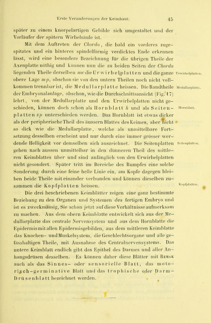 später zu einem knorpelartigen Gebilde sich umgestaltet und der Vorläufer der spätem Wirbelsäule ist. Mit dem Auftreten der Chorda, die bald ein vorderes zuge- spitztes und ein hinteres spindelförmig verdicktes Ende erkennen lässt, wird eine besondere Bezeichnung für die übrigen Theile der Axenplatte nöthig und können nun die zu beiden Seiten der Chorda liegenden Theile derselben ^^^^die Ur wi rb eljpla tten und die ganze urwirbeipiatten. obere Lage mp^ obschon sie von den untern Theilen noch nicht voll- kommen trennbar ist, die Modul la rpl atte heissen. DieRandtheile Medullarplatte. derEmbryonalaniage, obschon, wie die Durchschnittsansicht (Fig. 17) lehrt, von der Medullarplatte und den Urwirbeipiatten nicht ge- schieden, können doch schon als Hornblatt h und als Seiten- Hornblatt, platten sp unterschieden werden. Das Hornblatt ist etwas dicker als der peripherische Theil des äussern Blattes des Keimes, aber nicht * so dick wie die Medullarplatte, welche als unmittelbare Fort- setzung desselben erscheint und nur durch eine immer grösser wer- dende Helligkeit vor demselben sich auszeichnet. Die Seitenplatten seitenpiatten. gehen nach aussen unmittelbar in den dünneren Theil des mittle- ren Keimblattes über und sind anfänglich von den Urwirbeipiatten nicht gesondert. Später tritt im Bereiche des Rumpfes eine solche Sonderung durch eine feine helle Linie ein, am Kopfe dagegen blei- ben beide Theile miteinander verbunden und können dieselben zu- sammen die Kopfplatten heissen. Kopfpiatten. Die drei beschriebenen Keimblätter zeigen eine ganz bestimmte Beziehung zu den Organen und Systemen des fertigen Embryo und ist es zweckmässig, Sie schon jetzt auf diese Verhältnisse aufmerksam zu machen. Aus dem obern Keimblatte entwickelt sich aus der Me- dullarplatte das centrale Nervensystem und aus dem Hornblatte die Epidermis mit allen Epidermisgebilden, aus dem mittleren Keimblatte das Knochen- und Muskelsystem, die Geschlechtsorgane und allege- fässhaltigen Theile, mit Ausnahme des Centralnervensystems. Das untere Keimblatt endlich gibt das Epithel des Darmes und aller An- hangsdrüsen desselben. Es können daher diese Blätter mit Remak auch als das Sinnes- oder sensorielle Blatt, das moto- riß ch-ge r m i n a ti ve Blatt und das trophische oder Darm- Drüsenblatt bezeichnet werden.