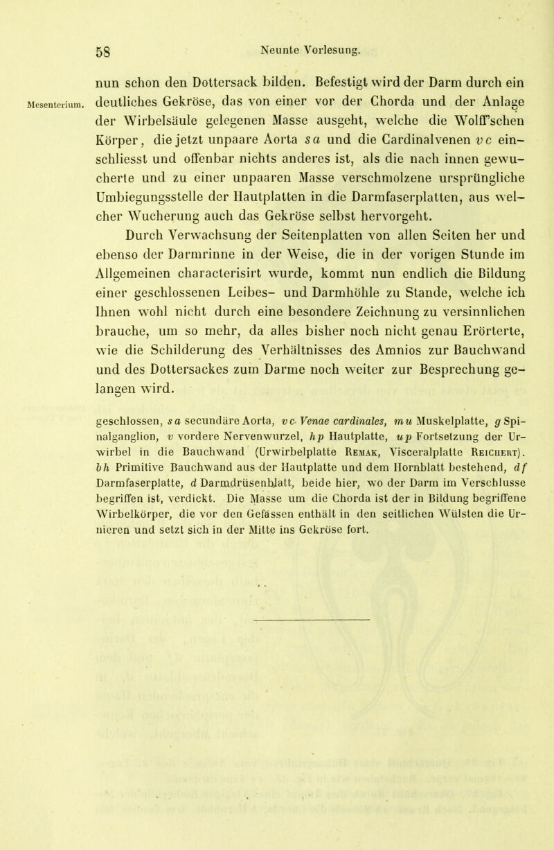 nun schon den Dottersack bilden. Befestigt wird der Darm durch ein Mesentenum. deutlichcs Gckröse, das von einer vor der Chorda und der Anlage der Wirbelsäule gelegenen Masse ausgeht, vv^elche die WolCTschen Körper, die jetzt unpaare Aorta sa und die Cardinalvenen vc ein- schliesst und offenbar nichts anderes ist, als die nach innen gewu- cherte und zu einer unpaaren Masse verschmolzene ursprüngliche Umbiegungsstelle der Hautplatten in die Darmfaserplatten, aus wel- cher Wucherung auch das Gekröse selbst hervorgeht. Durch Verwachsung der Seitenplatten von allen Seiten her und ebenso der Darmrinne in der Weise, die in der vorigen Stunde im Allgemeinen characterisirt wurde, kommt nun endlich die Bildung einer geschlossenen Leibes- und Darmhöhle zu Stande, welche ich Ihnen wohl nicht durch eine besondere Zeichnung zu versinnlichen brauche, um so mehr, da alles bisher noch nicht genau Erörterte, w ie die Schilderung des Verhältnisses des Amnios zur Bauchwand und des Dottersackes zum Darme noch w^eiter zur Besprechung ge- langen wird. geschlossen, sa secundäre Aorta, vc-Venae cardinales, ww Muskelplatte, ö'Spi- nalganglion, v vordere Nervenwurzel, hp Hautplatte, up Fortsetzung der Ur- wirbel in die Bauchwand (ürwirbelplatte Remak, Visceralplatte Reichert). bh Primitive Bauchwand aus der Hautplatte und dem Hornblatt bestehend, df Darmfaserplatte, d Darmdrüsenbjatt, beide hier, wo der Darm im Verschlusse begriffen ist, verdickt. Die Masse um die Chorda ist der in Bildung begriffene Wirbelkörper, die vor den Gefässen enthält in den seitlichen Wülsten die ür- nieren und setzt sich in der Mitte ins Gekröse fort.