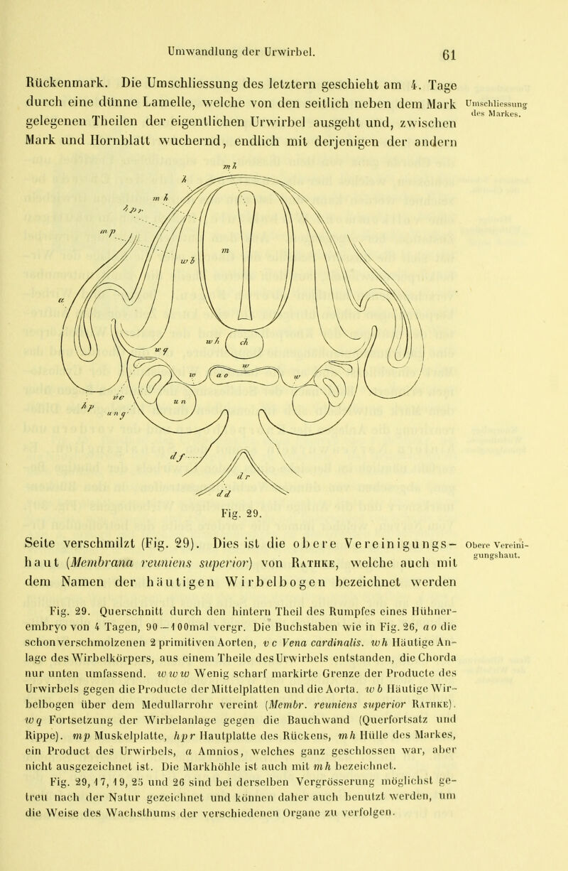 Rückenmark. Die Umschliessung des letztern geschieht am 4. Tage durch eine dünne Lamelle, welche von den seitlich neben dem Mark umschuessun- gelegenen Theilen der eigentlichen Urwirbel ausgeht und, zwischen Mark und Hornblatt wuchernd, endlich mit derjenigen der andern Fig. 29. Seite verschmilzt (Fig. 29). Dies ist die obere Vereinigungs- oberevereini- haut [Membrana reuniens siiperior) von Rathke, welche auch mit dem Namen der häutigen Wir bei bogen bezeichnet werden Fig. 29. Querschnitt durch den hintern Theil des Rumpfes eines Hühner- embryo von 4 Tagen, 90—lOOmal vergr. Die Buchstaben wie in Fig. 26, ao die schonverschmolzenen 2 primitiven Aorten, vc Vena cardinalis. wh Häutige An- lage des Wirbelkörpers, aus einem Theile desUrwirbels entstanden, die Chorda nur unten umfassend, loww Wenig scharf markirte Grenze der Producte des Urwirbels gegen die Producte der Mittelplatten und die Aorta, lob Häutige Wir- belbogen über dem Medullarrohr vereint [Membr. reuniens superior Rathke). wq Fortsetzung der Wirbelanlage gegen die Bauchwand (Querfortsatz und Rippe), Muskelplatte, Äpr Hautplatte des Rückens, w/i Hülle des Markes, ein Product des Urwirbels, a Amnios, welches ganz geschlossen war, aber nicht ausgezeichnet ist. Die Markhöhle ist auch mit mh bezeichnet. Fig. 29,17, 19, 25 und 26 sind bei derselben Vergrösserung möglichst ge- treu nach der Natur gezeichnet und können daher auch benutzt werden, um die Weise des Wachsthums der verschiedenen Organe zu verfolgen.