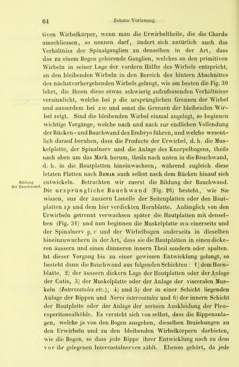 tiven Wirbelkörper, wenn man die Urwirbeltheile, die die Chorda uraschliessen, so nennen darf, ändert sich natürlich auch das Verhältniss der Spinalganglien zu denselben in der Art. dass das zu einem Bogen gehörende Ganglion, welches an den primitiven Wirbeln in seiner Lage der vordem Hälfte des Wirbels entspricht, an den bleibenden Wirbeln in den Bereich des hintern Abschnittes des nächstvorhergehenden Wirbels gelangt, wie am besten die Fig. 30 lehrt, die Ihnen diese etwas schwierig aufzufassenden Verhältnisse versinnlicht, welche bei p die ursprünglichen Grenzen der Wirbel und ausserdem bei zw und sonst die Grenzen der bleibenden Wir- bel zeigt. Sind die bleibenden Wirbel einmal angelegt, so beginnen wichtige Vorgänge, welche nach und nach zur endlichen Vollendung der Rücken-und Bauchwand des Embryo führen, und welche wesent- lich darauf beruhen, dass die Producte der Urwirbel, d. h. die Mus- kelplatte, der Spinalnerv und die Anlage des Knorpelbogens, theils nach oben um das Mark herum, theils nach unten in die Bauchwand, d. Ii. in die Hautplatten hineinwachsen, während zugleich diese letzten Platten nach Remak auch selbst nach dem Rücken hinauf sich Bildung entwickeln. Betrachten wir zuerst die Bildung der Bauchwand. Eauchwand. Die ursprüngliche Bauch wand (Fig. 26) besieht, wie Sie wissen, aus der äussern Lamelle der Seitenplatten oder den Haut- platten sp und dem hier verdickten Hornblatte. Anfänglich von den Urwirbeln getrennt verwachsen später die Hautplatten mit densel- ben (Fig. 31) und nun beginnen die Muskelplatte einerseits und der Spinalnerv g, v und der Wirbelbogen anderseits in dieselben hineinzuwuchern in der Art, dass sie die Hautplatten in einen dicke- ren äussern und einen dünneren innern Theil sondern oder spalten. Lst dieser Vorgang bis zu einer gewissen Entwicklung gelangt, so besteht dann die Bauchwand aus folgenden Schichten : 1) dem Horn- blatte. 2) der äussern dickern Lage der Hautplatten oder der Anlage der Cutis, 3) der Muskelplatte oder der Anlage der visceralen Mus- keln {Litercostales etc.], 4) und 5) der in einer Schicht liegenden Anlage der Rippen und Nervi intercostales und 6) der innern Schicht der Hautplatte oder der Anlage der serösen Auskleidung der Pleu- roperitonealhöhle. Es versteht sich von selbst, dass die Rippenanla- gen, welche ja von den Bogen ausgehen, dieselben Beziehungen zu den ürvvirbeln und zu den bleibenden Wirbelkörpern darbieten, wie die Bogen, so dass jede Rippe ihrer Entwicklung nach zu dem V 0 r ihr gelegenen Intei'costalnerven zählt. Ebenso gehört, da jede