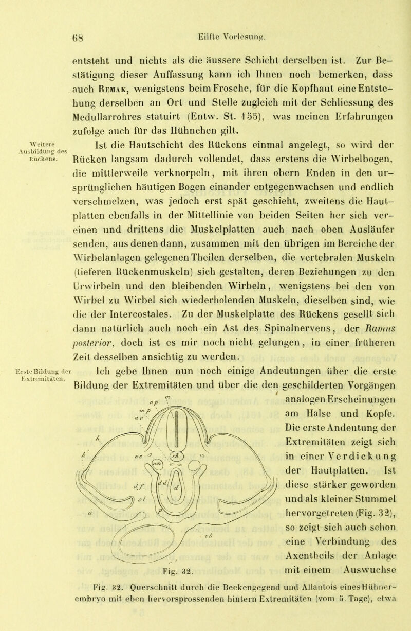 Weitere Ausbildung des Rückens. Erste Bildung doi Extremitäten. entsteht und nichts als die äussere Schicht derselben ist. Zur Be- stätigung dieser Auffassung kann ich Ihnen noch bemerken, dass auch Remak, wenigstens beim Frosche, für die Kopfhaut eine Entste- hung derselben an Ort und Stelle zugleich mit der Schliessung des MeduUarrohres statuirt (Entw. St. 155), was meinen Erfahrungen zufolge auch für das Hühnchen gilt. Ist die Hautschicht des Rückens einmal angelegt, so wird der Rücken langsam dadurch vollendet, dass erstens die W'irbelbogen. die mittlerweile verknorpeln, mit ihren obern Enden in den ur- sprünglichen häutigen Bogen einander entgegenwachsen und endlich verschmelzen, was jedoch erst spät geschieht, zweitens die Haut- platten ebenfalls in der Mittellinie von beiden Seiten her sich ver- einen und drittens die Muskelplatten auch nach oben Ausläufer senden, aus denen dann, zusammen mit den übrigen im Bereiche der Wirbelanlagen gelegenenTheilen derselben, die vertebralen Muskeln (tieferen Rückenmuskeln) sich gestalten, deren Beziehungen zu den ürvvirbeln und den bleibenden Wirbeln, wenigstens bei den von Wirbel zu Wirbel sich wiederholenden Muskeln, dieselben sind, wie die der Intercostales. Zu der Muskelplatte des Rückens gesellt sich dann natürlich auch noch ein Ast des Spinalnervens, der Ra?nus posterior, doch ist es mir noch nicht gelungen, in einer früheren Zeit desselben ansichtig zu werden. Ich gebe Ihnen nun noch einige Andeutungen über die erste Bildung der Extremitäten und über die den geschilderten Vorgängen analogen Erscheinungen am Halse und Kopfe. Die erste Andeutung der Extremitäten zeigt sich in einer Verdickung der Hautplatten. Ist diese stärker geworden und als kleiner Stummel hervorgetreten (Fig. 32), so zeigt sich auch schon eine Verbindung des Axentlieils der Anlage mit einem Auswüchse Fig. 32. Fig. 32. Querschnitt durch die Beckengegend und Allantois eines Hühner- einbi'vo mit eben hervorsprossenden hintern Extremitäten (vom 5. Tage), etwa