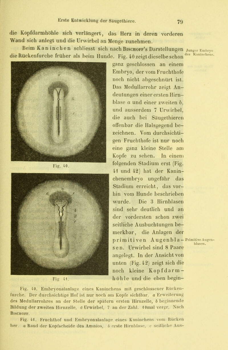 die Kopfdarmhöhle sich verlängert, das Herz in deren vorderen Wand sich anlegt und die Urwirbel an Menge zunehmen. Beim Kaninchen schliesst sich nach Bischoff's Darstellungen junger Embryo die Rückenfurche früher als beim Hunde. Fig. 40 zeigt dieselbe schonKaninohens. ganz geschlossen an einem Embryo, der vom Fruchthofe noch nicht abgeschnürt ist. Das Medullarrohr zeigt An- deutungen einer ersten Hirn- blase a und einer zweiten b. und ausserdem 7 Urwirbel, die auch bei Säugethieren offenbar die Halsgegend be- zeichnen. Vom durchsichti- gen Fruchthofe ist nur noch eine ganz kleine Stelle am Kopfe zu sehen. In einem folgenden Stadium erst (Fig. 41 und 42) hat der Kanin- chenembryo ungefähr das Stadium erreicht, das vor- hin vom Hunde beschrieben wurde. Die 3 Hirnblasen sind sehr deutlich und an der vordersten schon zwei seitliche Ausbuchtungen be- merkbar, die Anlagen der primitiven Augenbla- sen. Urwirbel sind 8 Paare angelegt. In der Ansicht von unten (Fig. 42) zeigt sich die noch kleine Kopfdarm- höhle und die eben begin- Fig. 40. Embryonalanlage eines Kaninchens mit geschlossener Rücken- furche. Der durchsichtige Hof ist nur noch am Kopfe sichtbar, a Erweiterung des Medullarrohres an der Stelle der spätem ersten Hirnzelle, b beginnende Bildung der zweiten Hirnzelle, c Urwirbel, 7 an der Zahl. lOmalvergr. Nach BiSCHOFF. Fig. 41. Fruchthof und Embryonalanlage eines Kaninchens vom Rücken her. a Rand der Kopfscheide des Amnios, 6 erste Hirnblase, c seitliche Aus- Primitive Augon- blasen.