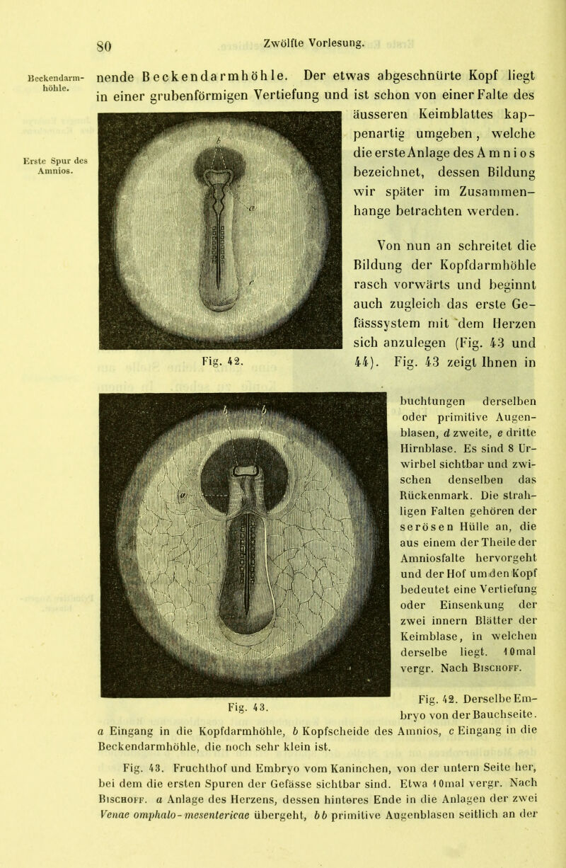 Beckendarm- hühle. Erste Spur des Amnios. nende Beckendarmhöhle. Der etwas abgeschnürte Kopf liegt in einer grubenförmigen Vertiefung und ist schon von einer Falte des äusseren Keimblattes kap- penartig umgeben , welche die erste Anlage des Amnios bezeichnet, dessen Bildung wir später im Zusammen- hange betrachten werden. Von nun an schreitet die Bildung der Kopfdarmhöhle rasch vorwärts und beginnt auch zugleich das erste Ge- fässsystem mit dem Herzen Fia. 42. sich anzulegen (Fig. 4-3 und 44). Fig. 43 zeigt Ihnen in buchtungen derselben oder primitive Augen- blasen, d zweite, e dritte Hirnblase. Es sind 8 Ur- wirbel sichtbar und zwi- schen denselben das Rückenmark. Die strah- ligen Falten gehören der serösen Hülle an, die aus einem derTheileder Amniosfalte hervorgeht und der Hof um;den Kopf bedeutet eine Vertiefung oder Einsenkung der zwei innern Blätter der Keimblase, in welchen derselbe liegt. lOmal vergr. Nach Bischoff. Fig. 42. Derselbe Em- bryo von der Bauchseite. a Eingang in die Kopfdarmhöhle, b Kopfscheide des Amnios, c Eingang in die Beckendarmhöhle, die noch sehr klein ist. Fig. 43. Fruchthof und Embryo vom Kaninchen, von der untern Seite her, bei dem die ersten Spuren der Gefässe sichtbar sind. Etwa 1 Omal vergr. Nach BiscHOFF. a Anlage des Herzens, dessen hinteres Ende in die Anlagen der zwei Veiiae omphalo-mesentericae übergeht, bb primitive Aügenblasen seitlich an der