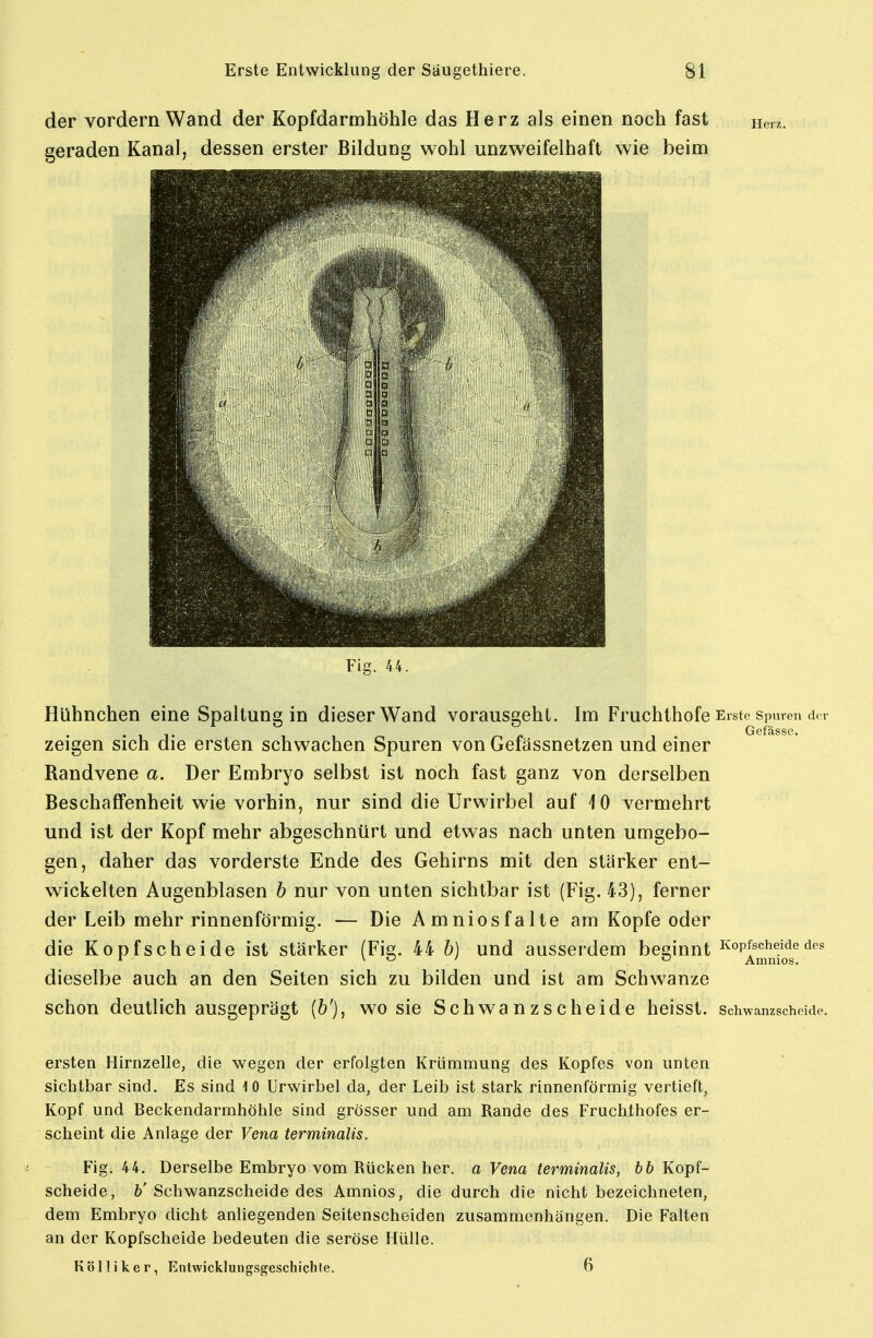 der vordem Wand der Kopfdarmhöhle das Herz als einen noch fast geraden Kanal, dessen erster Bildung wohl unzweifelhaft wie beim Fig. 44. Hühnchen eine Spaltung in dieser Wand vorausgeht. Im Fruchthofe Erste spuren der Gefässe. zeigen sich die ersten schwachen Spuren von Gefässnetzen und einer Randvene a. Der Embryo selbst ist noch fast ganz von derselben Beschaffenheit wie vorhin, nur sind die Urwirbel auf 10 vermehrt und ist der Kopf mehr abgeschnürt und etwas nach unten umgebo- gen, daher das vorderste Ende des Gehirns mit den stärker ent- wickelten Augenblasen h nur von unten sichtbar ist (Fig. 43), ferner der Leib mehr rinnenförmig. — Die Amnios falte am Kopfe oder die Kopfscheide ist stärker (Fis. 44 h] und ausserdem beeinnt Kopfscheide des ^ \ ci ' ö Amnios. dieselbe auch an den Seiten sich zu bilden und ist am Schwänze schon deutlich ausgeprägt (6'), wo sie Schwanzscheide heisst. Schwanzscheide. ersten Hirnzelle, die wegen der erfolgten Krümmung des Kopfes von unten sichtbar sind. Es sind 10 Urwirbel da, der Leib ist stark rinnenförmig vertieft, Kopf und Beckendarmhöhle sind grösser und am Rande des Fruchthofes er- scheint die Anlage der Vena terminalis. Fig. 44. Derselbe Embryo vom Rücken her. a Vena terminalis, bb Kopf- scheide, &'Schwanzscheide des Amnios, die durch die nicht bezeichneten, dem Embryo dicht anliegenden Seitenscheiden zusammenhängen. Die Falten an der Kopfscheide bedeuten die seröse Hülle. Kölliker, Entwicklungsgeschichte. 6