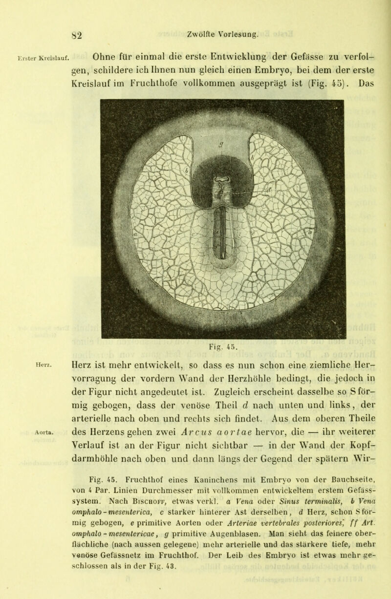 I lster Kreislauf. Ohne für einmal die erste Entwicklung der Gefasse zu verfol- gen, schildere ich Ihnen nun gleich einen Embryo, bei dem der erste Kreislauf im Fruchlhofe vollkommen ausgeprägt ist (Fig. 45). Das Fig. 45. H^-rz. Herz ist mehr entwickelt, so dass es nun schon eine ziemliche Her- vorragung der vordem Wand der Herzhöhle bedingt, die jedoch in der Figur nicht angedeutet ist. Zugleich erscheint dasselbe so S för- mig gebogen, dass der venöse Theil d nach unten und links, der arterielle nach oben und rechts sich findet. Aus dem oberen Theile Aorta. des Herzens gehen zwei Arcus aortae hervor, die — ihr weiterer Verlauf ist an der Figur nicht sichtbar — in der Wand der Kopf- darmhöhle nach oben und dann längs der Gegend der spätem Wir- Fig. 45. Friichthof eines Kaninchens mit Embryo von der Bauchseite, von 4 Par. Linien Durchmesser mit vollkommen entwickeltem erstem Gefäss- system. Nach Bischoff, etwas verkl. a Vena oder Sinus terminalis, b Vena omphalo-mesenterica, c starker hinterer Ast derselben, d Herz, schon Sför- mig gebogen, e primitive Aorten oder Arteriae vertebrales posteriores', ff Art. omphalo - mesentericae, g primitive Augenblasen. Man sieht das feinere ober- flächliche (nach aussen gelegene) mehr arterielle und das stärkere tiefe, mehr venöse Gefässnetz im Fruchthof. Der Leib des Embryo ist etwas mehr ge- schlossen als in der Fig. 43.