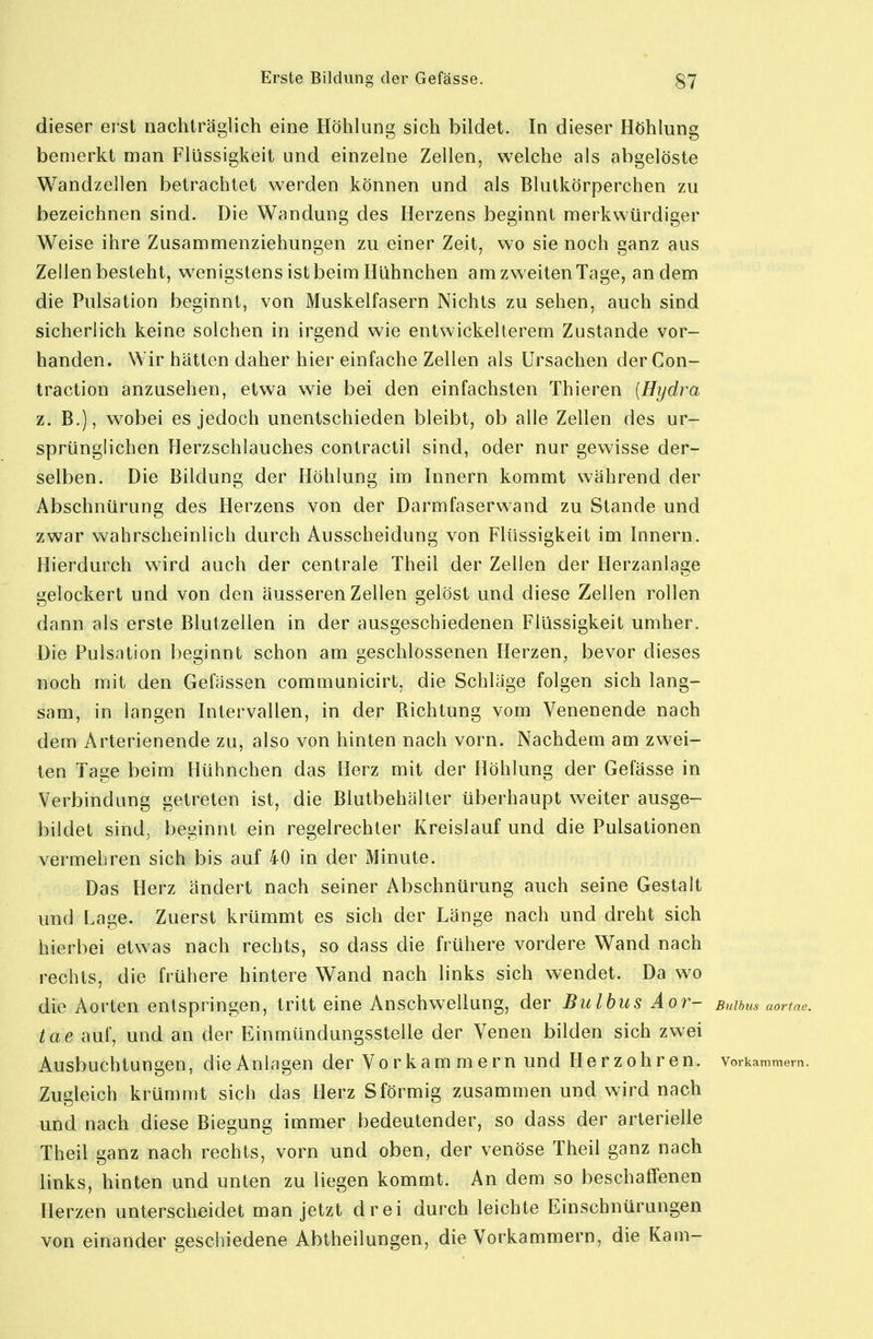 dieser erst nachträglich eine Höhlung sich bildet. In dieser Höhlung bemerkt man Flüssigkeit und einzelne Zellen, welche als abgelöste Wandzellen betrachtet werden können und als Blutkörperchen zu bezeichnen sind. Die Wandung des Herzens beginnt merkwürdiger Weise ihre Zusammenziehungen zu einer Zeit, wo sie noch ganz aus Zellen besteht, wenigstens ist beim Hühnchen am zweiten Tage, andern die Pulsation beginnt, von Muskelfasern Nichts zu sehen, auch sind sicherlich keine solchen in irgend wie entwickelterem Zustande vor- handen. Wir hätten daher hier einfache Zellen als Ursachen derCon- traction anzusehen, etwa wie bei den einfachsten Thieren [Hydra z. B.), w^obei es jedoch unentschieden bleibt, ob alle Zellen des ur- sprünglichen Herzschlauches contractu sind, oder nur gewisse der- selben. Die Bildung der Höhlung im Innern kommt während der Abschnürung des Herzens von der Darmfaserwand zu Stande und zwar wahrscheinlich durch Ausscheidung von Flüssigkeit im Innern. Hierdurch wird auch der centrale Theil der Zellen der Herzanlage gelockert und von den äusseren Zellen gelöst und diese Zellen rollen dann als erste Blutzellen in der ausgeschiedenen Flüssigkeit umher. Die Pulsation beginnt schon am geschlossenen Herzen, bevor dieses noch mit den Gefässen communicirt, die Schläge folgen sich lang- sam, in langen Intervallen, in der Bichtung vom Venenende nach dem Arterienende zu, also von hinten nach vorn. Nachdem am zwei- ten Tage beim Hühnchen das Herz mit der Höhlung der Gefässe in Verbindung getreten ist, die Blutbehälter überhaupt weiter ausge- bildet sind, beginnt ein regelrechter Kreislauf und die Pulsationen vermehren sich bis auf 40 in der Minute. Das Herz ändert nach seiner Abschnürung auch seine Gestalt und Lage. Zuerst krümmt es sich der Länge nach und dreht sich hierbei etwas nach rechts, so dass die frühere vordere Wand nach rechts, die frühere hintere Wand nach links sich wendet. Da wo die Aorten entspringen, tritt eine Anschwellung, der Bulbus Aor- Bulbus aortae. tae auf, und an der Einmündungssteile der Venen bilden sich zwei Ausbuchtungen, die Anlagen der Vorkammern und Herzohren. Vorkammern. Zugleich krümmt sich das Herz Sförmig zusammen und wird nach und nach diese Biegung immer bedeutender, so dass der arterielle Theil ganz nach rechts, vorn und oben, der venöse Theil ganz nach links, hinten und unten zu liegen kommt. An dem so beschaffenen Herzen unterscheidet man jetzt drei durch leichte Einschnürungen von einander geschiedene Abtheilungen, die Vorkammern, die Kam-