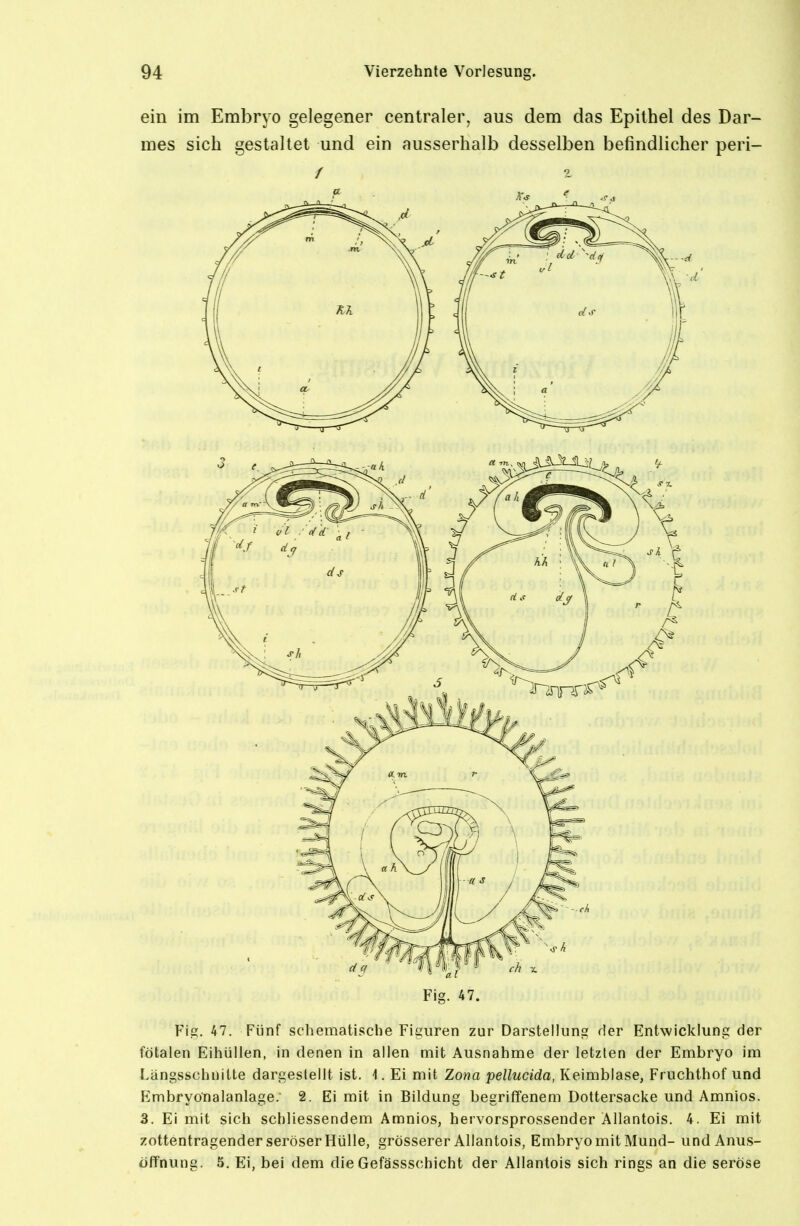 ein im Embryo gelegener centraler, aus dem das Epithel des Dar- mes sich gestaltet und ein ausserhalb desselben befindlicher peri- ¥'\ii. 47. Fünf schematische Figuren zur Darstellung der Entwicklung der fötalen Eihüllen, in denen in allen mit Ausnahme der letzten der Embryo im Längsschnitte dargestellt ist. -1. Ei mit Zona pellucida, Keimblase, Fruchthof und Embryonalanlage.' 2. Ei mit in Bildung begriffenem Dottersacke und Amnios. 3. Ei mit sich schliessendem Amnios, hervorsprossender Allantois. 4. Ei mit zottentragender seröser Hülle, grösserer Allantois, Embryo mit Mund- undAnus- öffnung. 5, Ei, bei dem die Gefässschicht der Allantois sich rings an die seröse