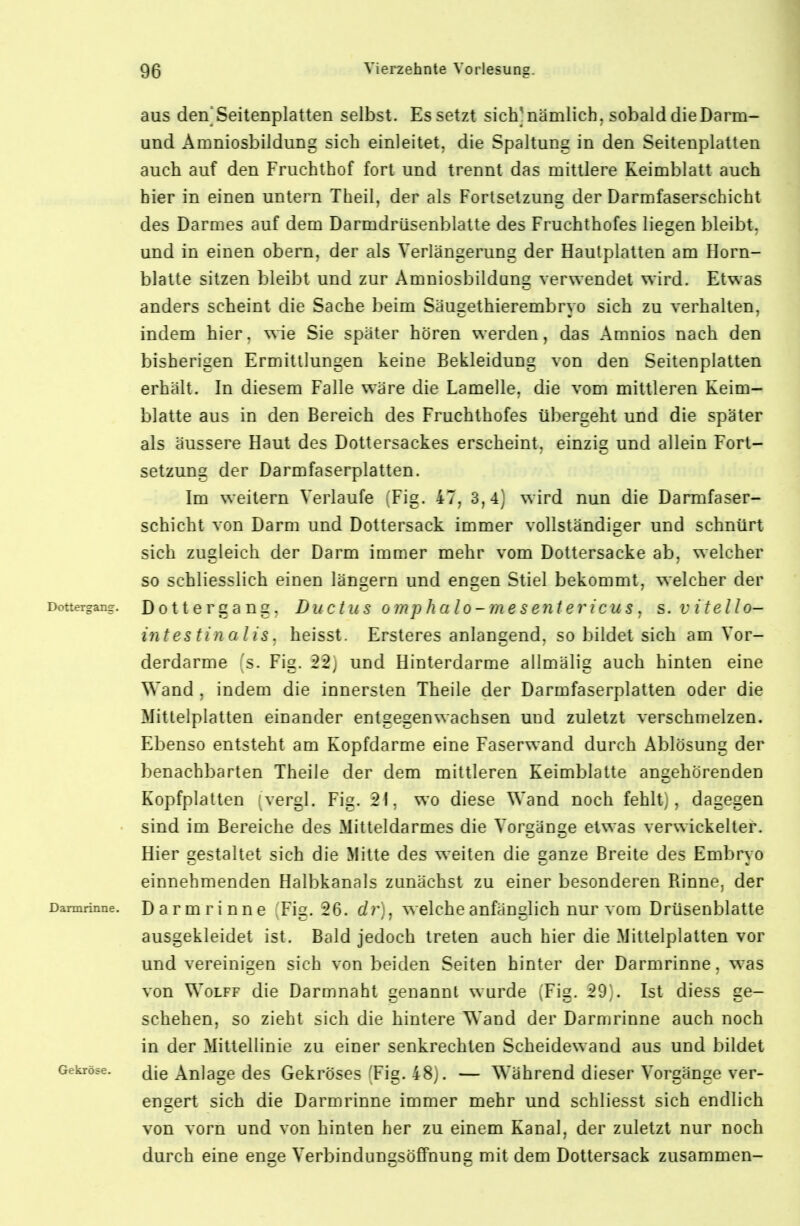 aus den'Seitenplatten selbst. Es setzt sich]nämlich. sobald dieDarm- und Amniosbildung sich einleitet, die Spaltung in den Seitenplatten auch auf den Fruchthof fort und trennt das mittlere Keimblatt auch hier in einen untern Theil, der als Fortsetzung der Darmfaserschicht des Darmes auf dem DarmdrQsenblatte des Fruchthofes liegen bleibt, und in einen obern. der als Verlängerung der Hautplatten am Ilorn- blatte sitzen bleiljt und zur Amniosbildung verwendet wird. Etwas anders scheint die Sache beim Säugethierembryo sich zu verhalten, indem hier, wie Sie später hören werden, das Amnios nach den bisherigen Ermittlungen keine Bekleidung von den Seitenplatten erhält. In diesem Falle wäre die Lamelle, die vom mittleren Keim- blatte aus in den Bereich des Fruchthofes übergeht und die später als äussere Haut des Dottersackes erscheint, einzig und allein Fort- setzung der Darmfaserplatten. Im weitern Verlaufe Tig. 47, 3,4) wird nun die Darmfaser- schicht von Darm und Dottersack immer vollständiger und schnürt sich zugleich der Darm inimer mehr vom Dottersacke alj. welcher so schliesslich einen langem und engen Stiel bekommt, welcher der Dottergang. D 0 t t 6 F g a U g . DuctUS 0 Yn p h 0. I 0 - m 6 S 6 71 t e V '( C U S . S . V l feil 0- intestinalis. heisst. Ersteres anlangend, so bildet sich am Vor- derdarme 's. Fig. 22; und Hinterdarme allmälig auch hinten eine Wand . indem die innersten Theile der Darmfaserplatten oder die Mittelplatten einander entgegenwachsen und zuletzt verschmelzen. Ebenso entsteht am Kopfdarme eine Faserwand durch Aljlösung der benachbarten Theile der dem mittleren Keimblatte angehörenden Kopfplatten (vergl. Fig. 21. wo diese Wand noch fehlt, , dagegen sind im Bereiche des Mitteldarmes die Vorgänge etwas verwickelter. Hier gestaltet sich die Mitte des weiten die ganze Breite des Emljryo einnehmenden Halbkanals zunächst zu einer besonderen Binne. der Darmrinne. Darmrinuc Fig. 26. di\. A^elche anfänglich nur vom Drüsenblatte ausgekleidet ist. Bald jedoch treten auch hier die Mittelplatten vor und vereinigen sich von beiden Seiten hinter der Darmrinne, was von WoLFF die Darmnaht genannt wurde Fig. 29 . Ist diess ge- schehen, so zieht sich die hintere Wand der Darnjrinne auch noch in der Mittellinie zu einer senkrechten Scheidewand aus und Ijildet Gekröse. die Anlage dcs Gekröses Fig. 48,. — Während dieser Vorgänge ver- engert sich die Darmrinne immer mehr und schliesst sich endlich von vorn und von hinten her zu einem Kanal, der zuletzt nur noch durch eine enge Verbindungsöffnung mit dem Dottersack zusammen-