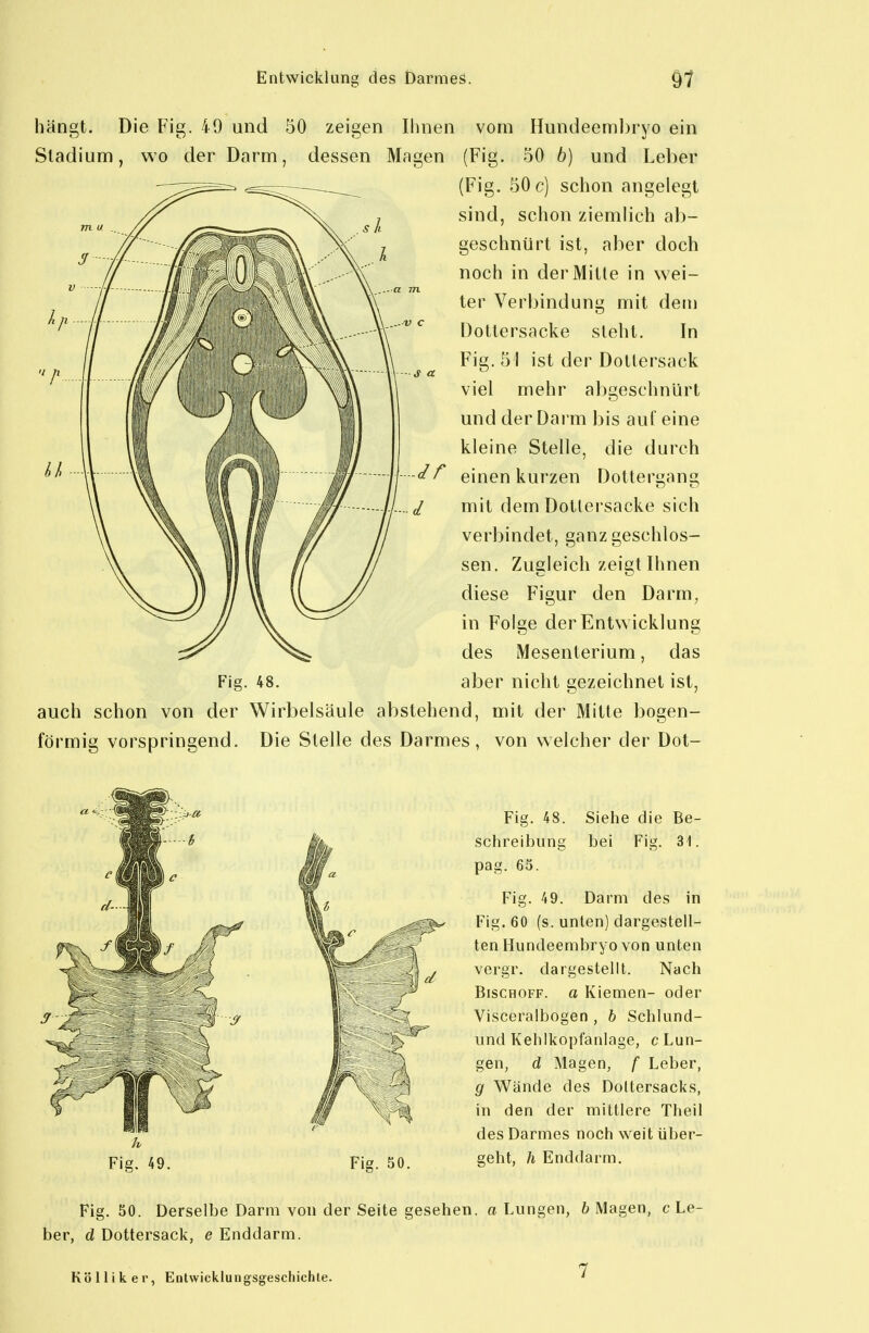 hängt Die Fig. 40 und 50 zeigen Stadium, wo der Darm, dessen Ihnen vom Hundeembryo ein (Fig. 50 b) und Leber (Fig. 50 c) schon angelegt sind, schon ziemlich al)- geschnürt ist, aber doch noch in derMitle in wei- ter Verbindung mit dem Dottersacke sieht. In Fig. 51 ist der Dollersack viel mehr abgeschnürt und der Darm l)is auf eine kleine Stelle, die durch einen kurzen Dottergang mit dem Dotiersacke sich verbindet, ganz geschlos- sen. Zugleich zeigt Ihnen diese Figur den Darm, in Folge der Entwicklung des Mesenterium, das aber nicht gezeichnet ist, auch schon von der Wirbelsäule abstehend, mit der Mitte bogen- förmig vorspringend. Die Stelle des Darmes, von welcher der Dot- Fig. 49. Fig. 50. Fig. 48. Siehe die Be- schreibung bei Fig. 31. pag. 65. Fig. 49. Darm des in Fig. 60 (s. unten) dargestell- ten Hundeembryo von unten vergr. dargestellt. Nach Bischoff. a Kiemen- oder Visceralbogen , b Schlund- und Kehlkopfanlage, c Lun- gen, d Magen, f Leber, g Wände des Doltersacks, in den der mittlere Theil des Darmes noch weit über- geht, h Enddarm. Fig. 50. Derselbe Darm von der Seite gesehen, a Lungen, b Magen, c Le- ber, d Dottersack, e Enddarm. Kö 11 i k e r, Entwicklungsgeschichte.