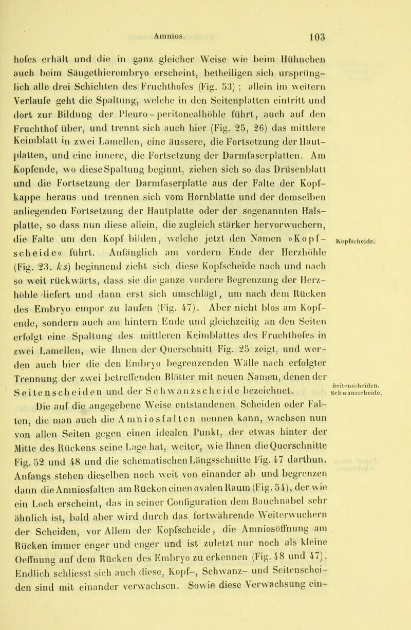 hofes erhält und die in ganz gleicher Weise wie beim Hühnchen auch beim Säugelhierembryo erscheint, betheiligen sich ursprüng- lich alle drei Schichten des Fruchthofes (Fig. 53) ; allein im weilern Verlaufe geht die Spaltung, welche in den Seiten platten eintritt und dort zur Bildung der Pleuro - Peritonealhöhle führt, auch auf den Fruchthof über, und trennt sich auch hier (Fig. 25, 26) das mittlere Keimblatt in zwei Lamellen, eine äussere, die Fortsetzung der Haut- platten, und eine innere, die Fortsetzung der Darmfaserpialten. Am Kopfende, wo diese Spaltung beginnt, ziehen sich so das Drüsenblatt und die Fortsetzung der Darmfaserplatte aus der Falte der Kopf- kappe heraus und trennen sich vom Hornblatte und der demselben anliegenden Fortsetzung der Hautplatte oder der sogenannten Hals- platte, so dass nun diese allein, die zugleich stärker hervorwuchern, die Falte um den Kopf bilden, welche jetzt den Namen »Kopf- Kopfscheide, scheide« führt. Anfänglich am vordem Ende der Herzhöhle (Fig. 23. ks) beginnend zieht sich diese Kopfscheide nach und nach so weit rückwärts, dass sie die ganze vordere Begrenzung der Herz- höhle liefert und dann erst sich umschlägt, um nach dem Rücken des Embryo empor zu laufen (Fig. 47). Aber nicht blos am Kopf- ende, sondern auch am hintern Ende und gleichzeitig an den Seiten erfolgt eine Spaltung des mittleren Keimblattes des Fruchthofes in zwei Lamellen, wie Ihnen der Querschnitt Fig. 25 zeigt, und wer- den auch hier die den Embryo begrenzenden Wälle nach erfolgter Trennung der zwei betreflenden Blätter mit neuen Namen, denen der , , ^ , I • j 1 -Ii Seitenscheiden. Seitenscheiden und der Schwanz scheide bezeichnet. schwanzscheide. Die auf die angegebene Weise entstandenen Scheiden oder Fal- ten, die man auch die Amniosfalten nennen kann, wachsen nun von allen Seiten gegen einen idealen Punkt, der etwas hinter der Mitte des Rückens seine Lage hat, weiter, wie Ihnen die Querschnitte Fig. 52 und 48 und die schematischen Längsschnitte Fig. 47 darthun. Anfangs stehen dieselben noch weit von einander ab und begrenzen dann die Amniosfalten am Rücken einen ovalen Raum (Fig. 54), der wie ein Loch erscheint, das in seiner Gonfiguration dem Bauchnabel sehr ähnlich ist, bald aber wird durch das fortwährende Weilerwuchern der Scheiden, vor Allem der Kopfscheide, die Amniosölfnung am Rücken immer enger und enger und ist zuletzt nur noch als kleine Oeffnung auf dem Rücken des Embryo zu erkennen (Fig. 48 und 47). Endlich schliesst sich auch diese, Kopf-, Schwanz- und Seitenschei- den sind mit einander verwachsen. Sowie diese Verwachsung ein-