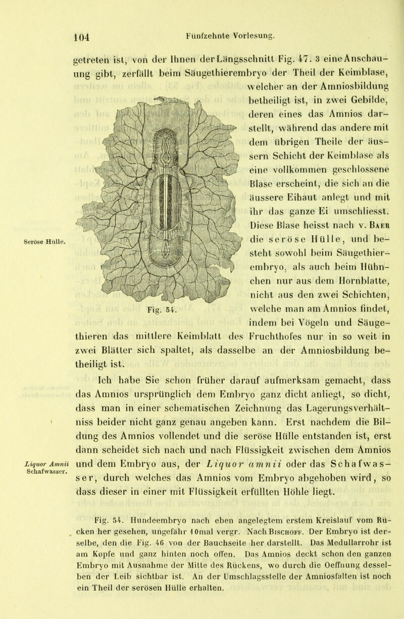 Hl getreten ist, von der Ihnen der Längsschnitt Fig. 47. 3 eine Anschau- ung gibt, zerfällt beim Säugethierembryo der Theil der Keimblase, welcher an der Amniosbildung ^ betheiligt ist, in zwei Gebilde, 'hy-r..^ deren eines das Amnios dar- stellt, während das andere mit dem übrigen Theile der äus- g Sern Schicht der Keimblase als y 1^ ' V ^ V ' ßiiiß vollkommen geschlossene ^^^<5 ' Ü \ v' Blase erscheint, die sich an die \^ i| ii^ ,i i ~ ' äussere Eihaut anlegt und mit filif \^  J , I, .j^,, ganze Ei umschliesst. } 1;^ ' Diese Blase heisst nach v. Baer Seröse Hülle. ' l'dieseröscHüUe, und be- L , steht sowohl beim Säugethier- « j embryo, als auch beim Hühn- chen nur aus dem Hornblatte, nicht aus den zwei Schichten, welche man am Amnios findet, indem bei Vögeln und Säuge- thieren das mittlere Keimblatt des Fruchthofes nur in so weit in zwei Blätter sich spaltet, als dasselbe an der Amniosbildung be- theiligt ist. Ich habe Sie schon früher darauf aufmerksam gemacht, dass das Amnios ursprünglich dem Embryo ganz dicht anliegt, so dicht, dass man in einer schematischen Zeichnung das Lagerungsverhält- ' niss beider nicht ganz genau angeben kann. Erst nachdem die Bil- dung des Amnios vollendet und die seröse Hülle entstanden ist, erst dann scheidet sich nach und nach Flüssigkeit zwischen dem Amnios Liquor Ämnü uud dem Embryo aus, der Liquor amnii oder das Schafwas- Schafwasser. i i i i i * • • i ser, durch welches das Amnios vom Embryo abgehoben wird, so dass dieser in einer mit Flüssigkeit erfüllten Höhle liegt. Fig. 54. Hundeembryo nach eben angelegtem erstem Kreislauf vom Rü- cken her gesehen, ungefähr lOmal vergr. Nach Bischoff. Der Embryo ist der- selbe, den die Fig. 46 von der Bauchseite her darstellt. Das Medullarrohr ist am Kopfe und ganz hinten noch offen. Das Amnios deckt schon den ganzen Embryo mit Ausnahme der Mitte des Rückens, wo durch die OefTnung dessel- ben der Leib sichtbar ist. An der Umschlagsstelle der Amniosfalten ist noch ein Theil der serösen Hülle erhalten.