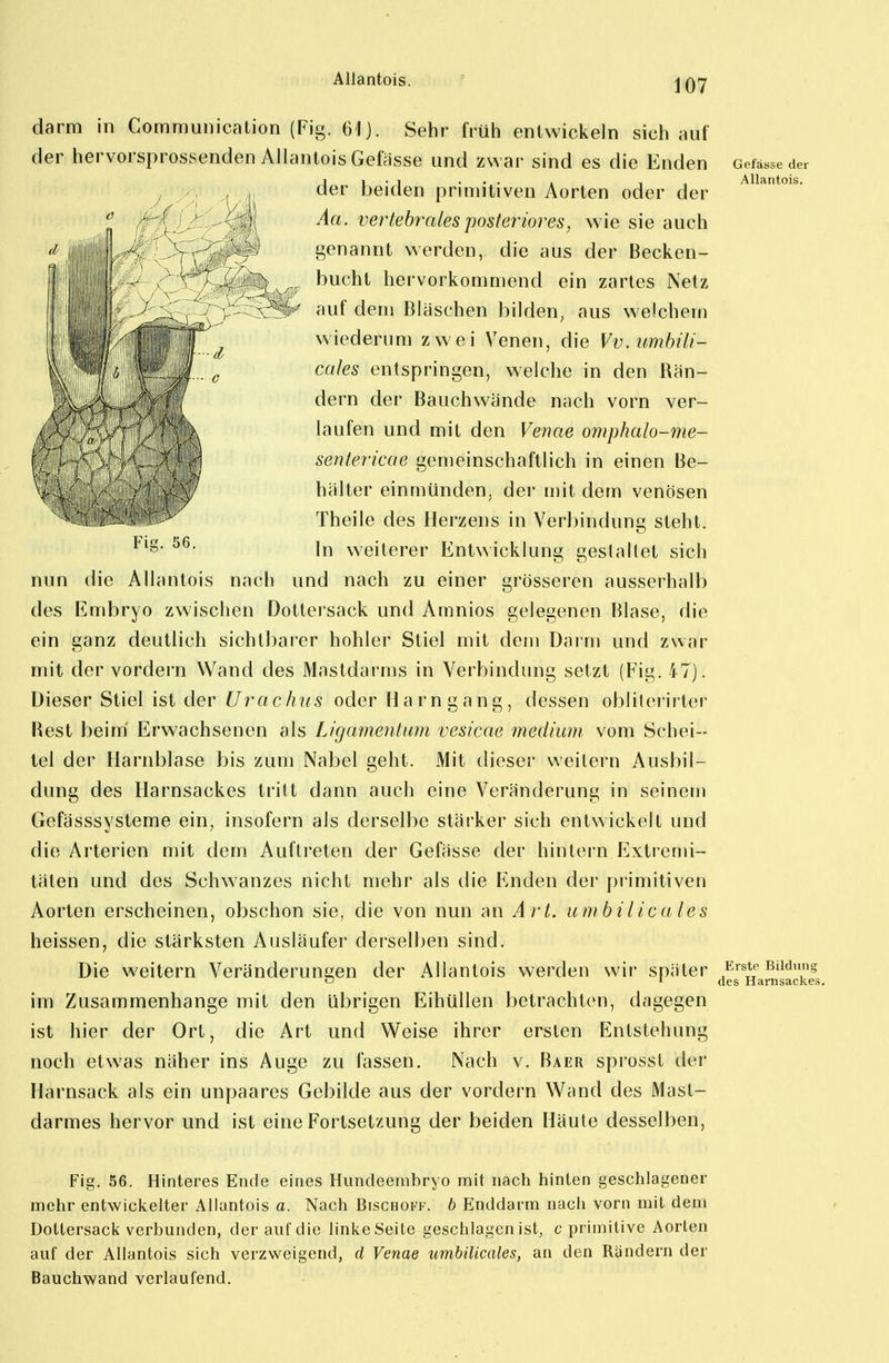 darm in Communication (Fig. 61). Sehr früh entwickeln sich auf der hervorsprossenden Allantois Gefasse und zwar sind es die Enden der beiden primitiven Aorten oder der Aa. vertebrales posteriores, wie sie auch genannt werden, die aus der Becken- hucht hervorkommend ein zartes Netz auf dem Bläschen bilden, aus welchem wiederum zwei Venen, die Vv.umbili- cales entspringen, welche in den Rän- dern der Bauchwände nach vorn ver- laufen und mit den Venae omphalo-me- sentericae gemeinschaftlich in einen Be- hälter einmünden, der mit dem venösen Theile des Herzens in Verbindung steht. In weiterer Entwicklung gestaltet sich zu einer grösseren ausserhalb Fig. 56. nun die Allantois nach und nach des Embryo zwischen Dottersack und Amnios gelegenen Blase, die ein ganz deutlich sichtbarer hohler Stiel mit dem Darm und zwar mit der vordem Wand des Mastdarms in Verbindung setzt (Fig. 47). Dieser Stiel ist der Urachus oder Harn gang, dessen obliterirter Rest beim' Erwachsenen als Ligamentum vesicae medium vom Schei- tel der Harnblase bis zum Nabel geht. Mit dieser weitem Ausbil- dung des Harnsackes tritt dann auch eine Veränderung in seinem Gefässsysteme ein, insofern als derselbe stärker sich entwickelt und die Arterien mit dem Auftreten der Gefässe der hintern Extremi- täten und des Schwanzes nicht mehr als die Enden der primitiven Aorten erscheinen, obschon sie, die von nun an Art. umbilioales heissen, die stärksten Ausläufer derselben sind. Die weitern Veränderungen der Allantois werden wir später im Zusammenhange mit den übrigen EihüUen betrachten, dagegen ist hier der Ort, die Art und Weise ihrer ersten Entstehung noch etwas näher ins Auge zu fassen. Nach v. Baer sprosst der Harnsack als ein unpaares Gebilde aus der vordem Wand des Mast- darmes hervor und ist eine Fortsetzung der beiden Häute desselben, Gefässe der Allantois. Erste Bildung des Harnsackes. Fig. 56. Hinteres Ende eines Hundeembryo mit nach hinten geschlagener mehr entwiclvelter Allantois a. Nach Bischoff. b Enddarm nach vorn mit dem Dottersacli verbunden, der auf die linlceSeite geschlagen ist, c primitive Aorten auf der Allantois sich verzweigend, d Venae umbilicales, an den Rändern der Bauchwand verlaufend.