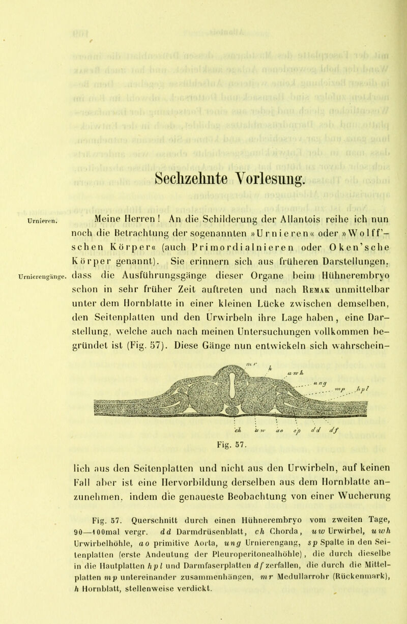 Seclizelinte Vorlesung. Urnieren. Meine Herren ! An die Schilderung der Aliantois reihe ich nun noch die Betrachtung der sogenannten »Urnierena oder »Wolff- schen Körper« (auch Pri mordi aIni eren oder Oken'sche Körper genannt). Sie erinnern sich aus früheren Darstellungen. Urnierengänge. (laSS dic Ausführungsgänge dieser Organe beim Hühnerembryo schon in sehr früher Zeit auftreten und nach Remak unmittelbar unter dem Hornblatle in einer kleinen Lücke zwischen demselben, den Seitenplatten und den ürwirbeln ihre Lage haben, eine Dar- stellune. welche auch nach meinen Untersuchunsen vollkommen be- gründet ist (Fig. 57). Diese Gänge nun entwickeln sich wahrschein- ck u 71- un .rp c/cl i/f Fig. 57. lieh aus den Seitenplatten und nicht aus den Ürwirbeln, auf keinen Fall aber ist eine Hervorbildung derselben aus dem Hornblatte an- zunehmen, indem die genaueste Beobachtung von einer Wucherung Fig. 57. Querschnitt durch einen Hühnerembryo vom zweiten Tage, 90—lOOmal vergr. dd Darmdrüsenblatt, ch Chorda, wi/; Urwirbel, uwh Urwirbelhöhle, ao primitive Aoi ta, wng' Urnierengang, Spalte in den Sei- lenplatten (erste Andeutung der Pleuroperitonealhöhle) , die durch dieselbe in die Hautplatten hpl und Darmfaserplatten df zerfallen, die durch die Mittel- platten mf untereinander zusammenhängen, mr Medullarrohr (Rückenmark), h Hornblatt, stellenweise verdickt.